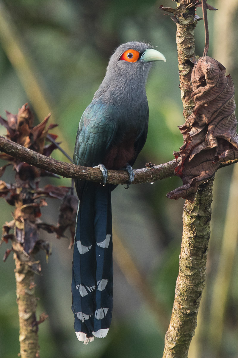 Chestnut-bellied Malkoha-FY5S9365-100EOS5D-151007