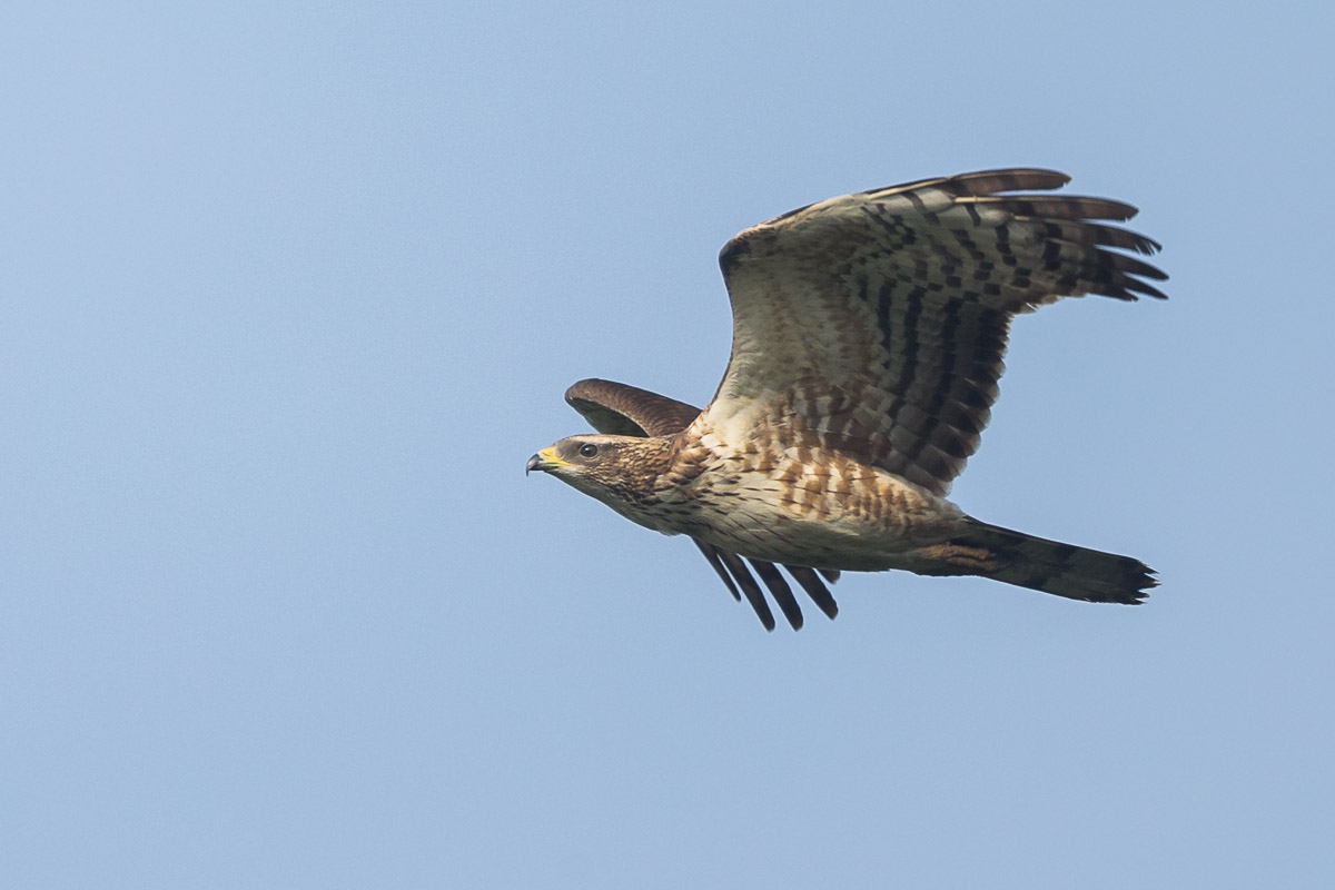 Crested Honey Buzzard-FY1X2869-111EOS1D-131031