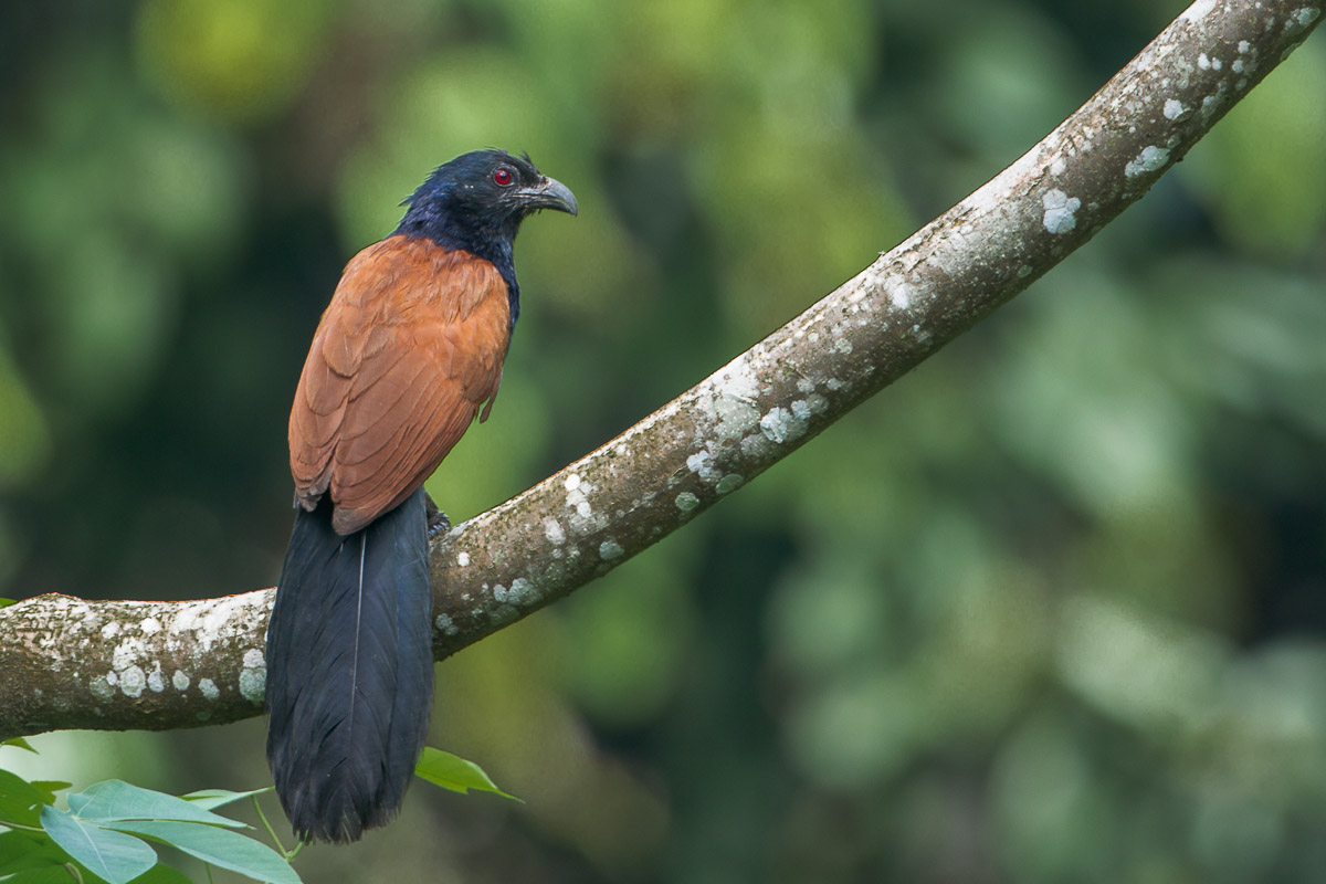 Greater Coucal-FYAP1922-111EOS1D-120516