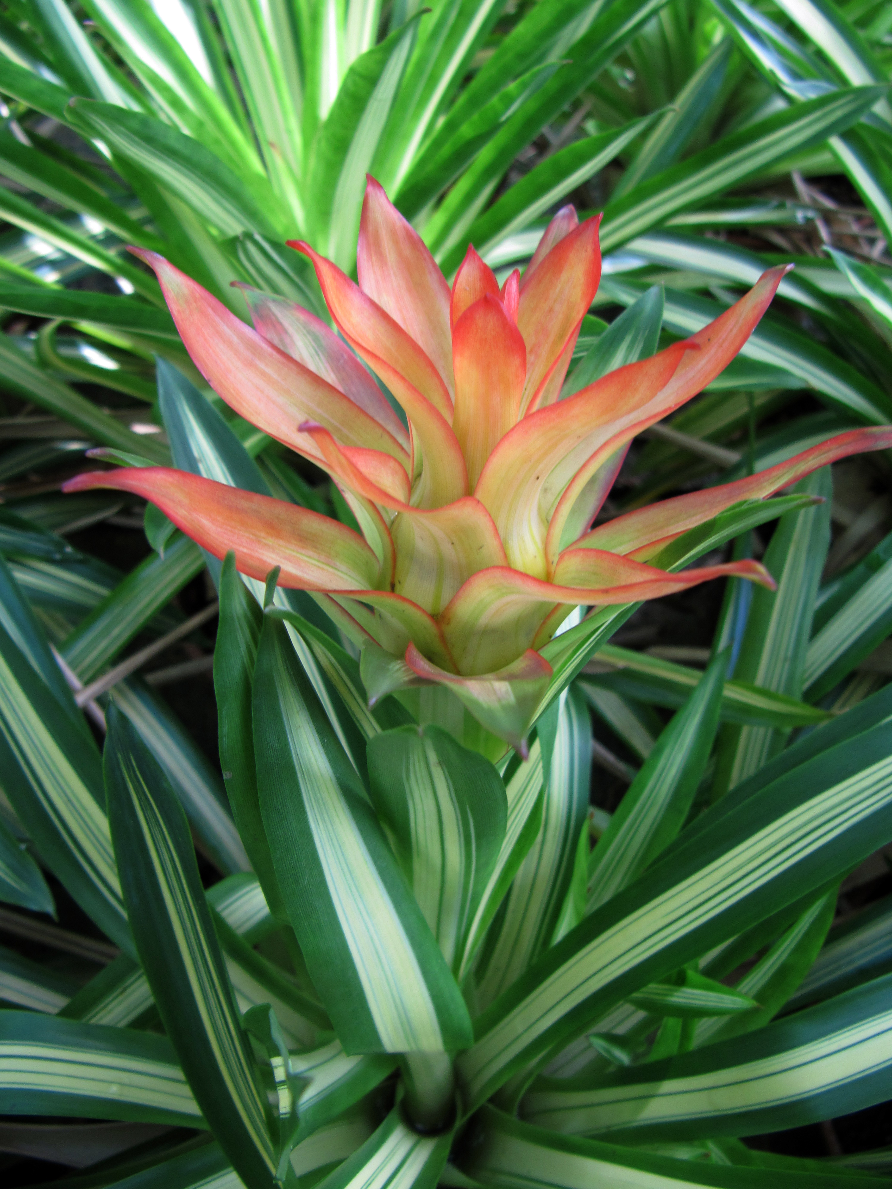 Guzmania Denise Variegated plant with bright red and green leaves