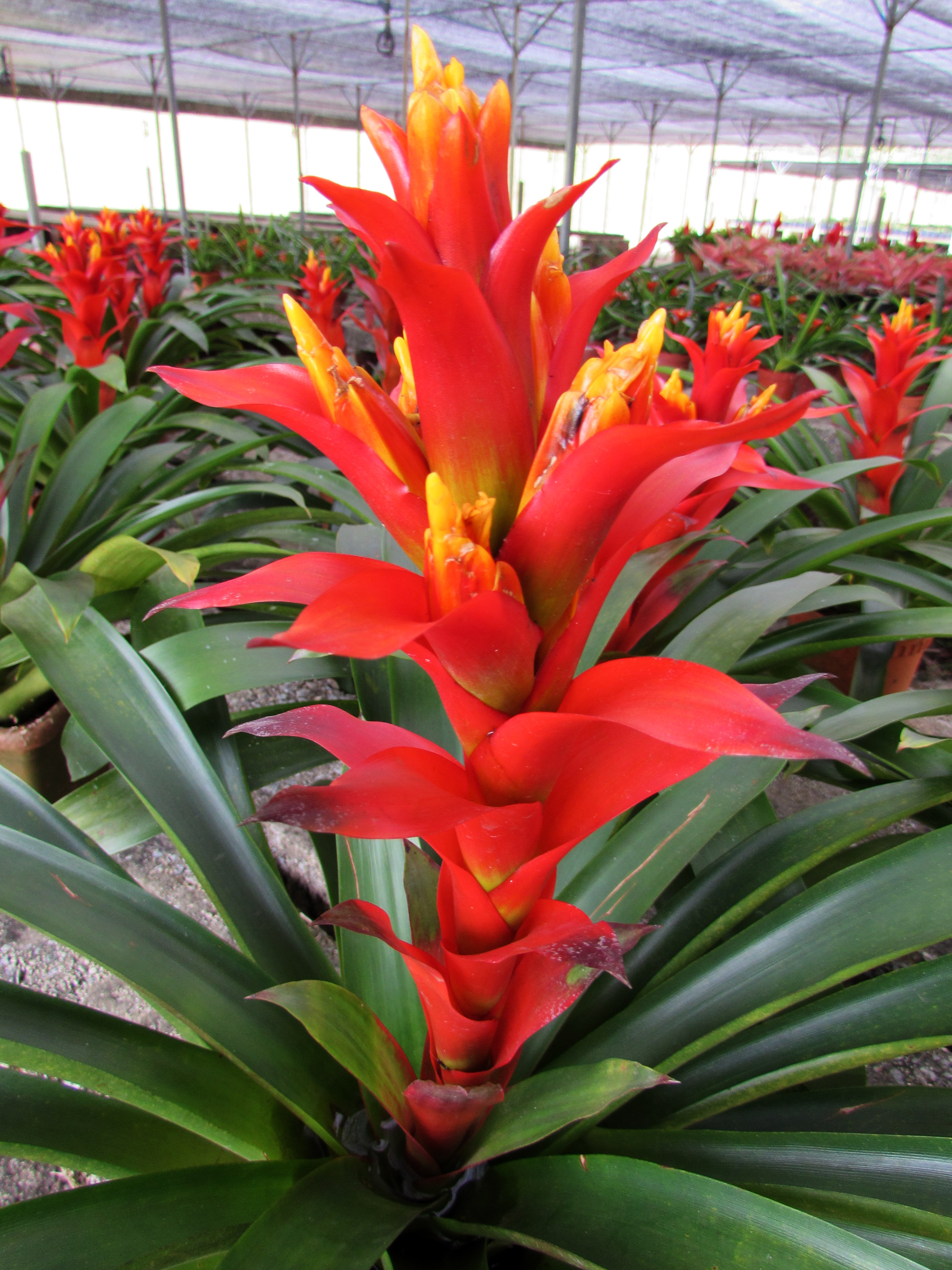 Guzmania 'Rana with bright red flower spike and green leaves'