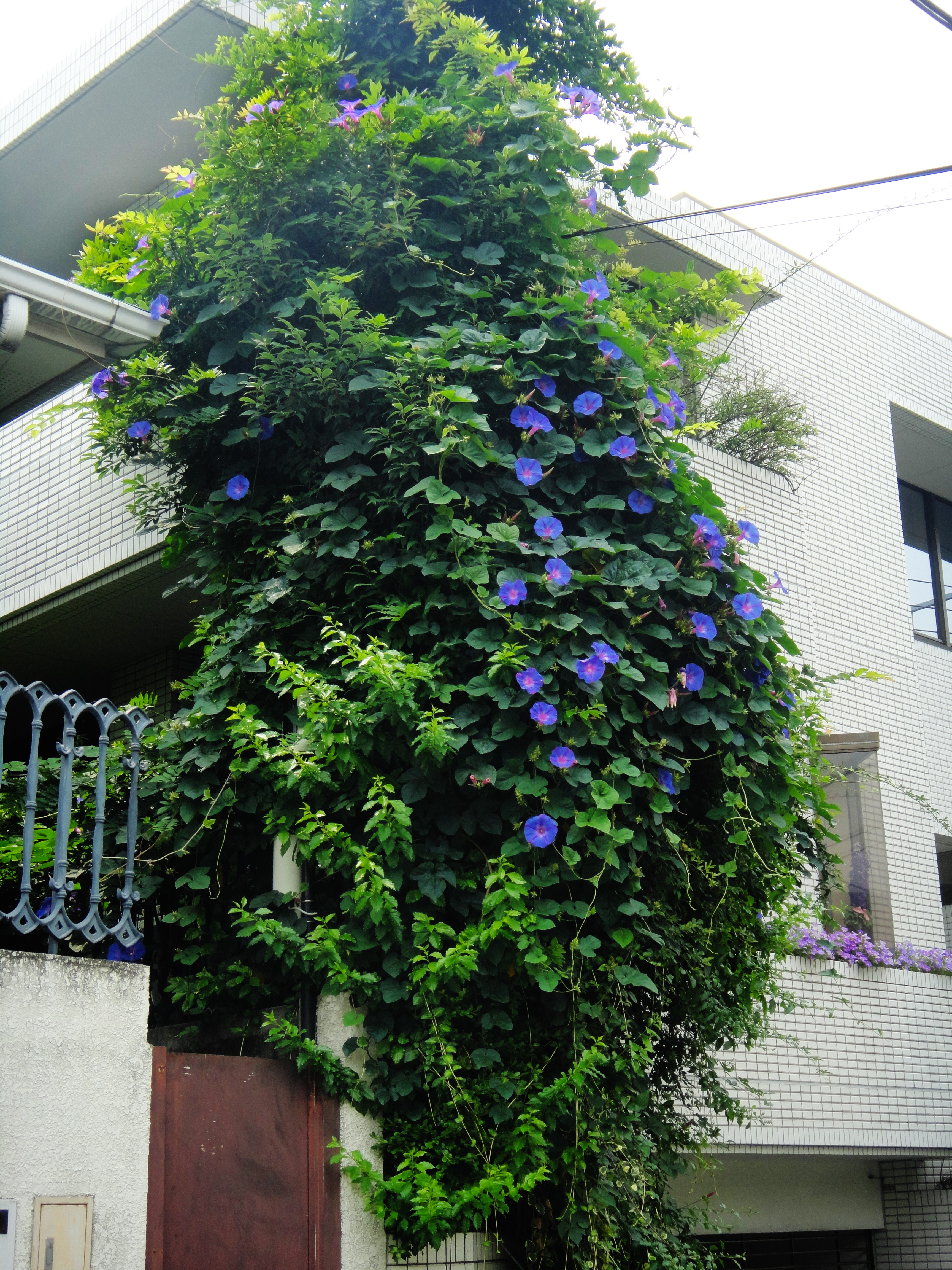 Ipomoea tricolor_ 3_ Jessica Teo_ plant