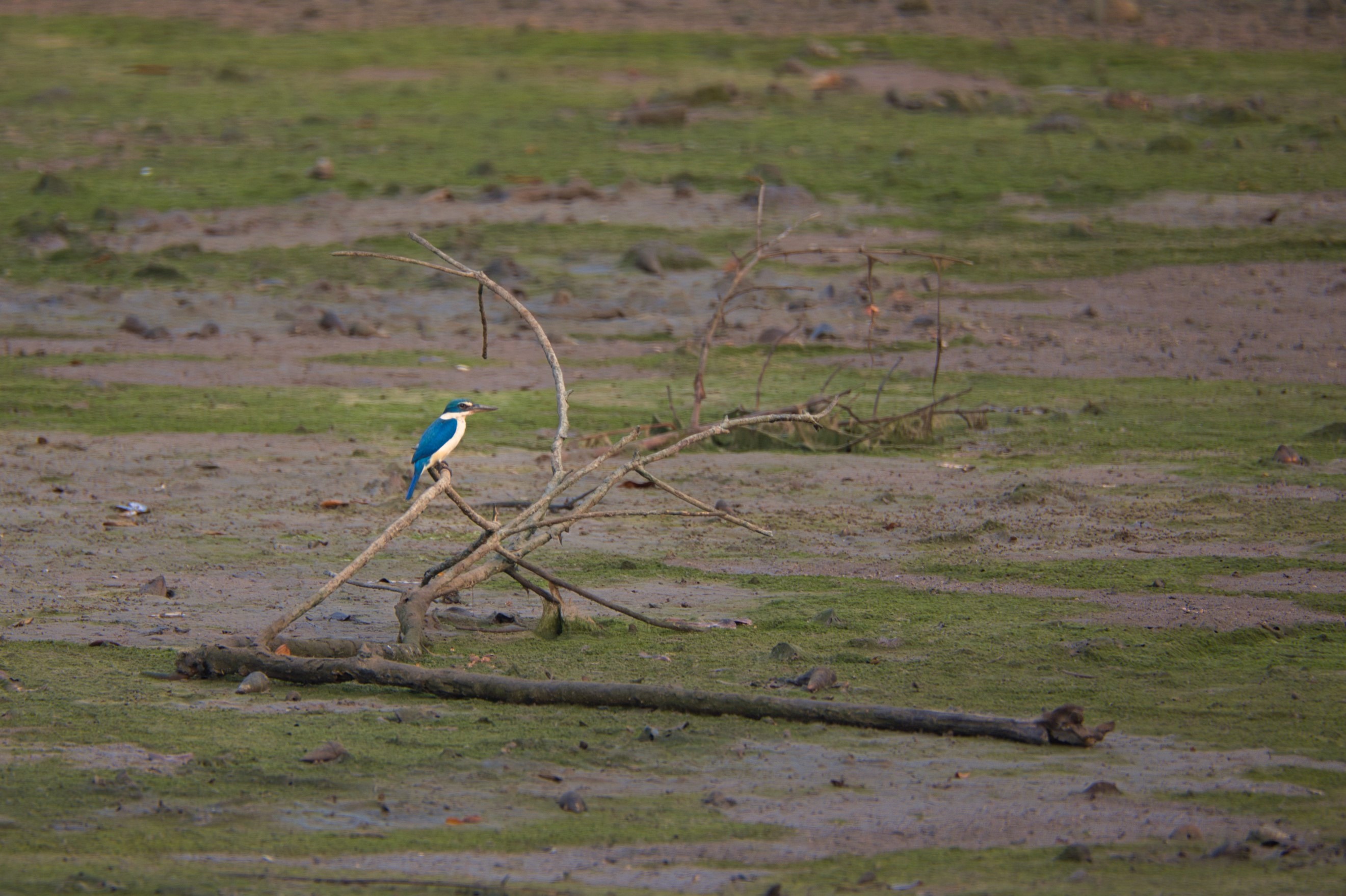 Kingfisher