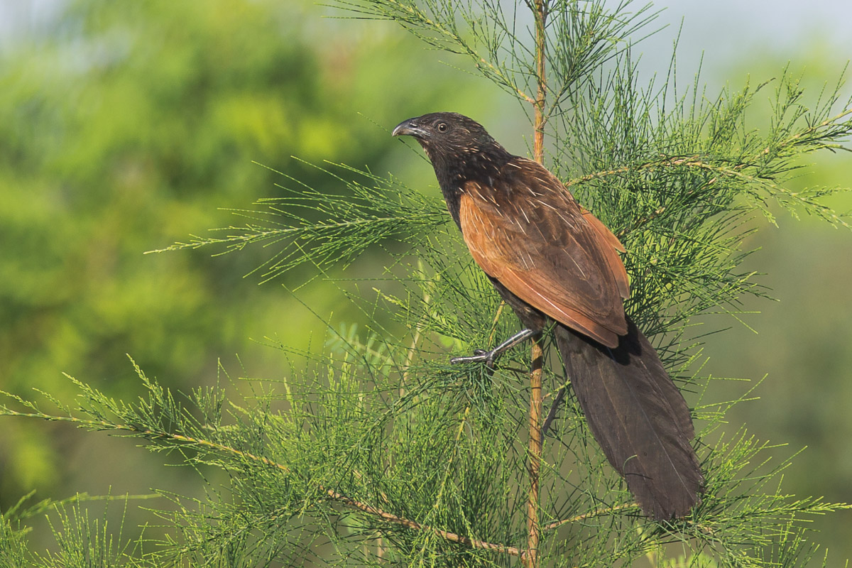 Lesser Coucal-FY1X0643-110EOS1D-130901