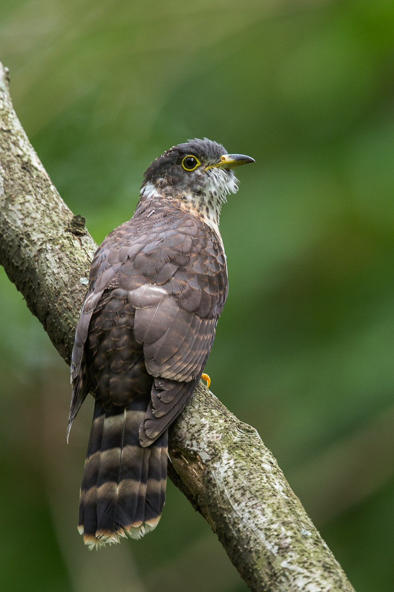 Malaysian Hawk-Cuckoo-FY1X3224-110EOS1D-130928