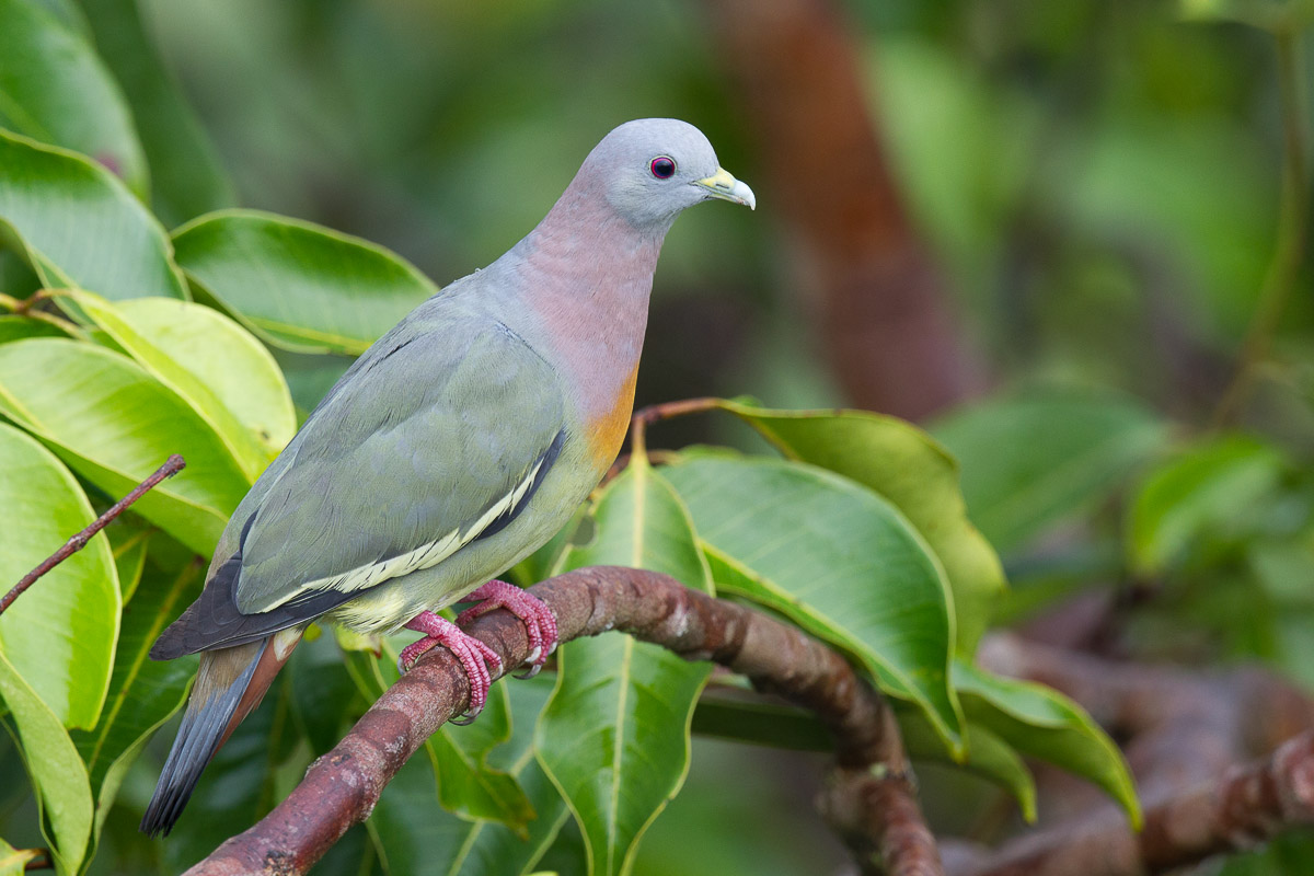 Pink-necked Green Pigeon-FYAP1976-112EOS1D-120705