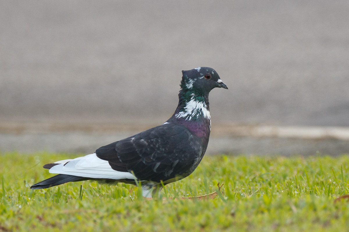 Rock Dove-FYAP5592-101EOS1D-110401