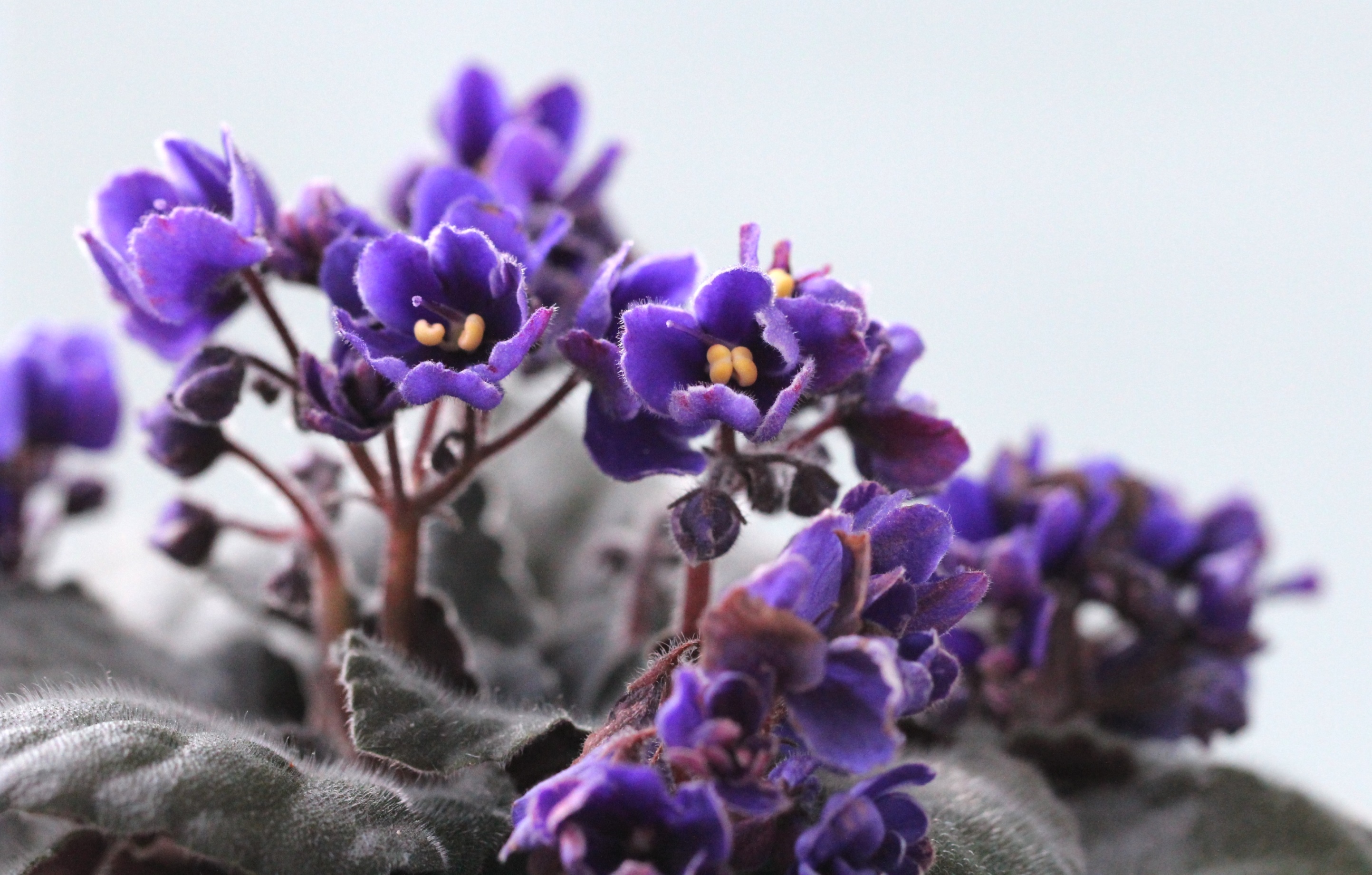 Saintpaulia ionantha