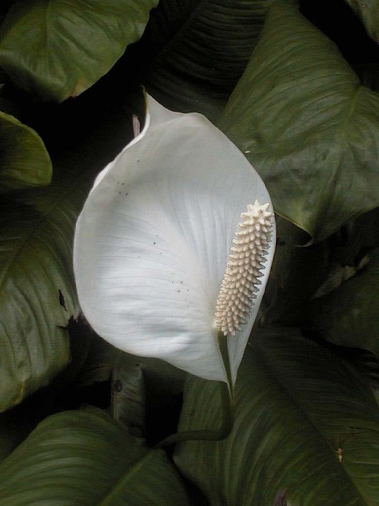 Spathiphyllum wallisii
