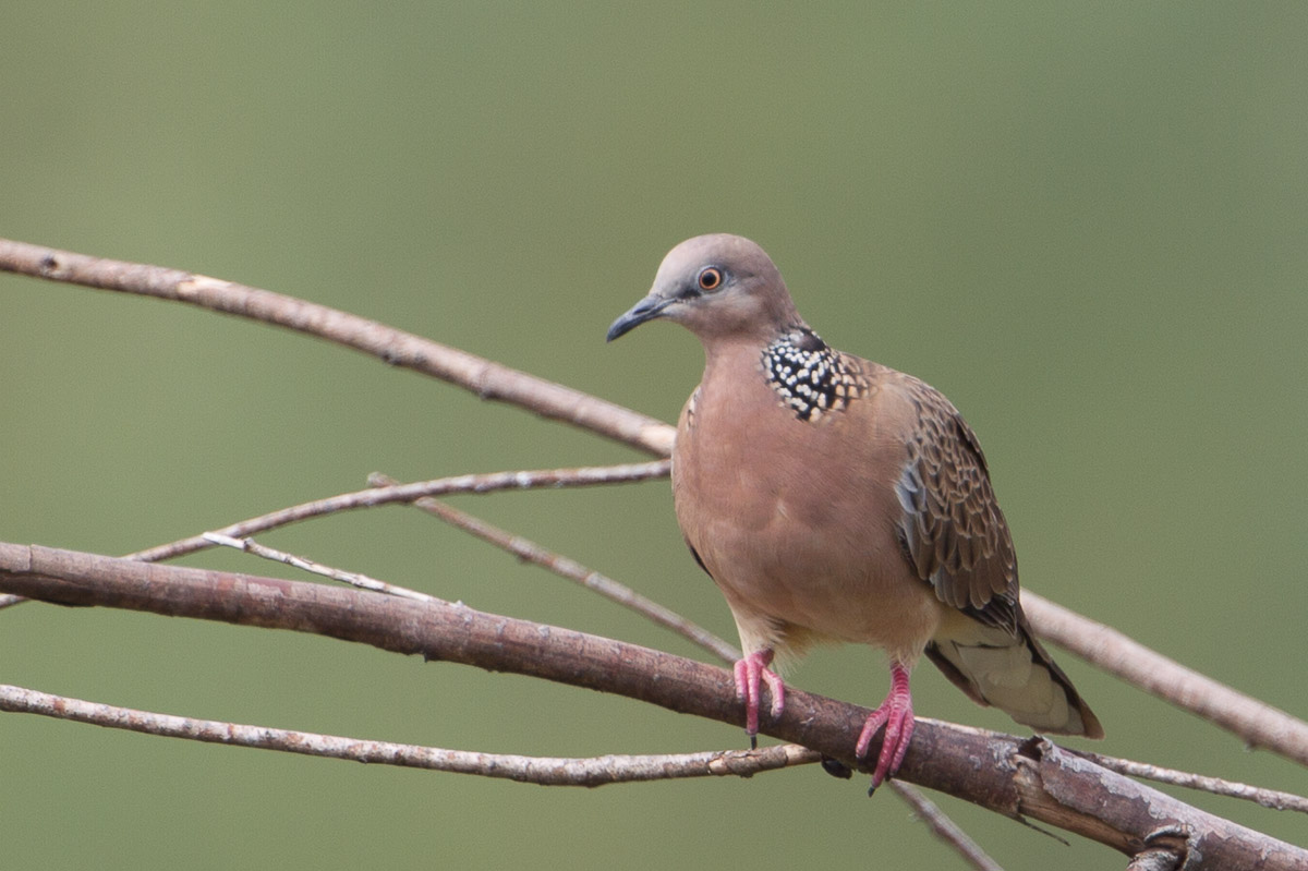 Spotted Dove-FYAP3250-107EOS1D-120114