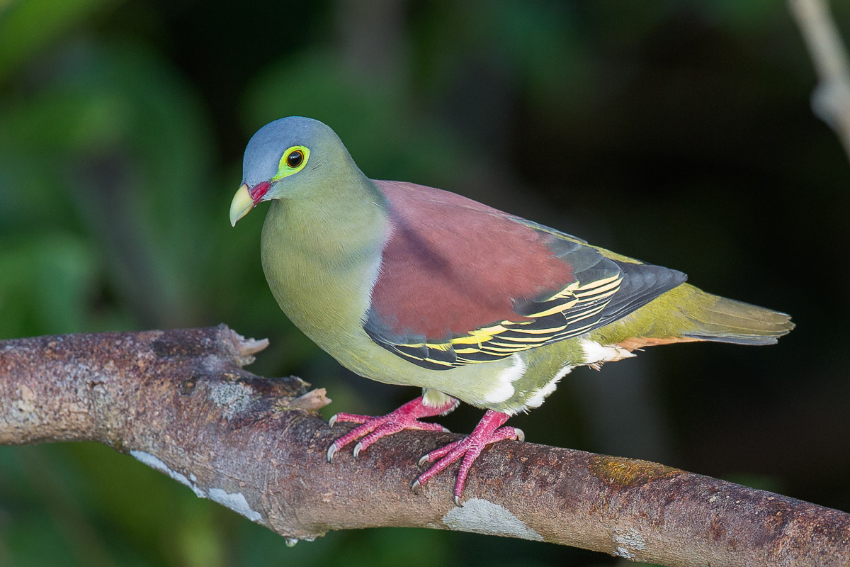 Thick-billed Green Pigeon-FY1X8607-105EOS1D-130317