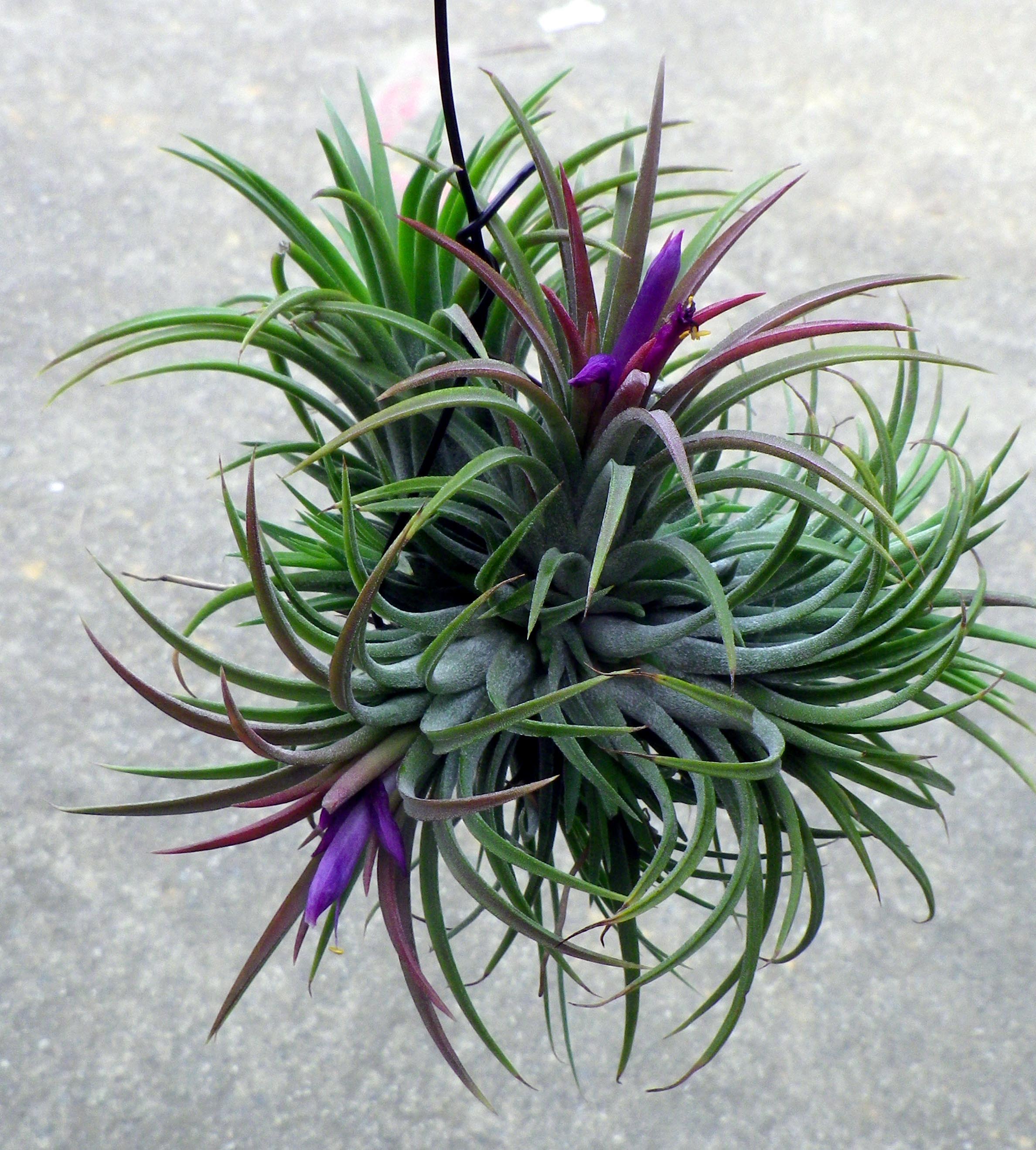 Eight Air Plants For Your Home Eight Air Plants For Your Home