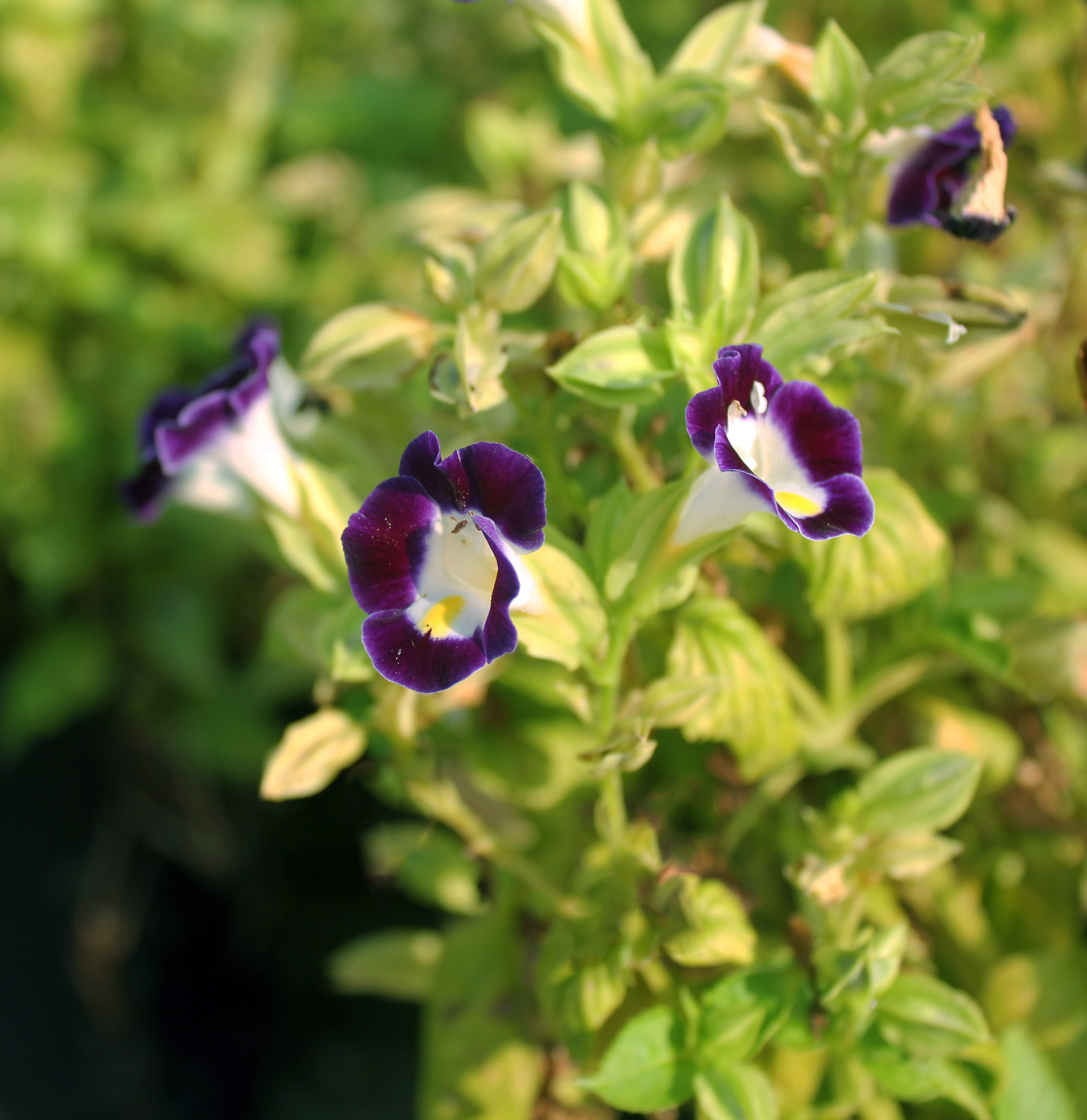 Torenia fournieri