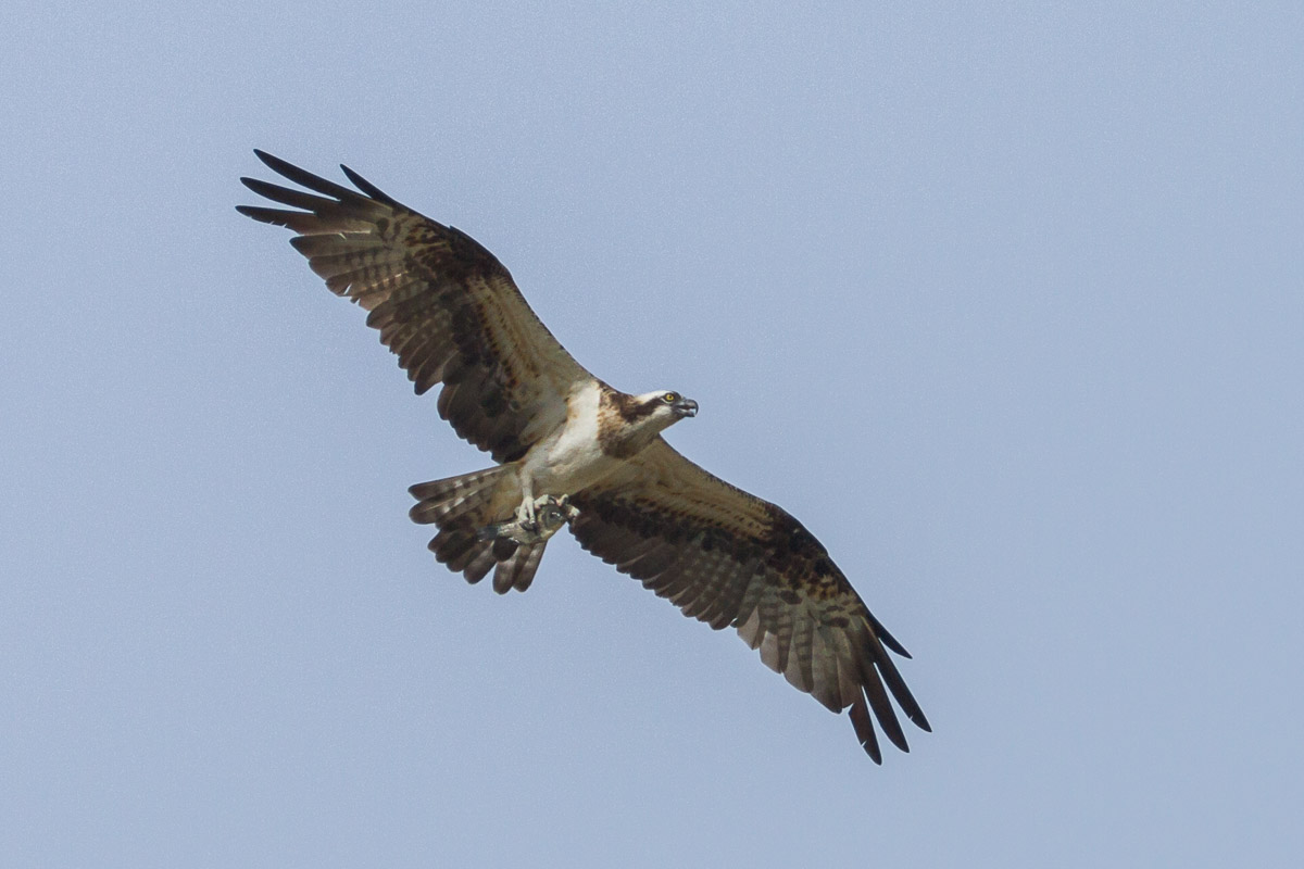 Western Osprey-IMG_3957-106EOS7D-110202