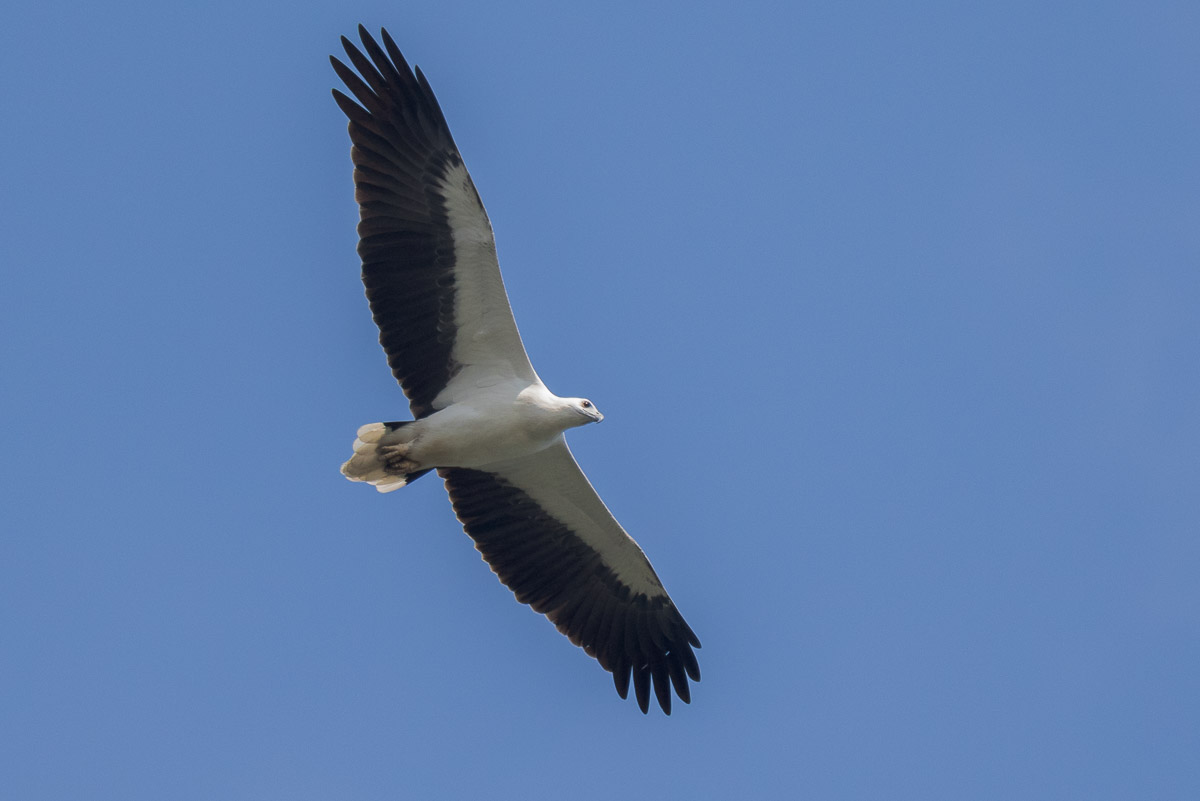 White-bellied Sea Eagle-FY7D0056-101EOS7D-141207