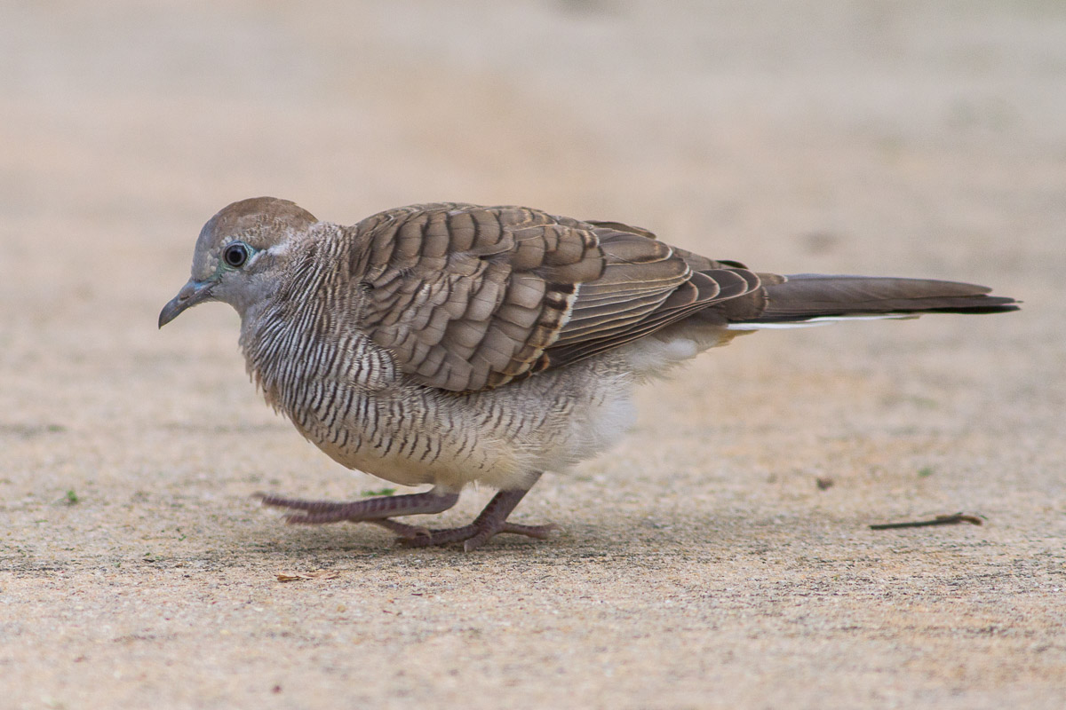 Zebra Dove-IMG_2551-101EOS7D-100704