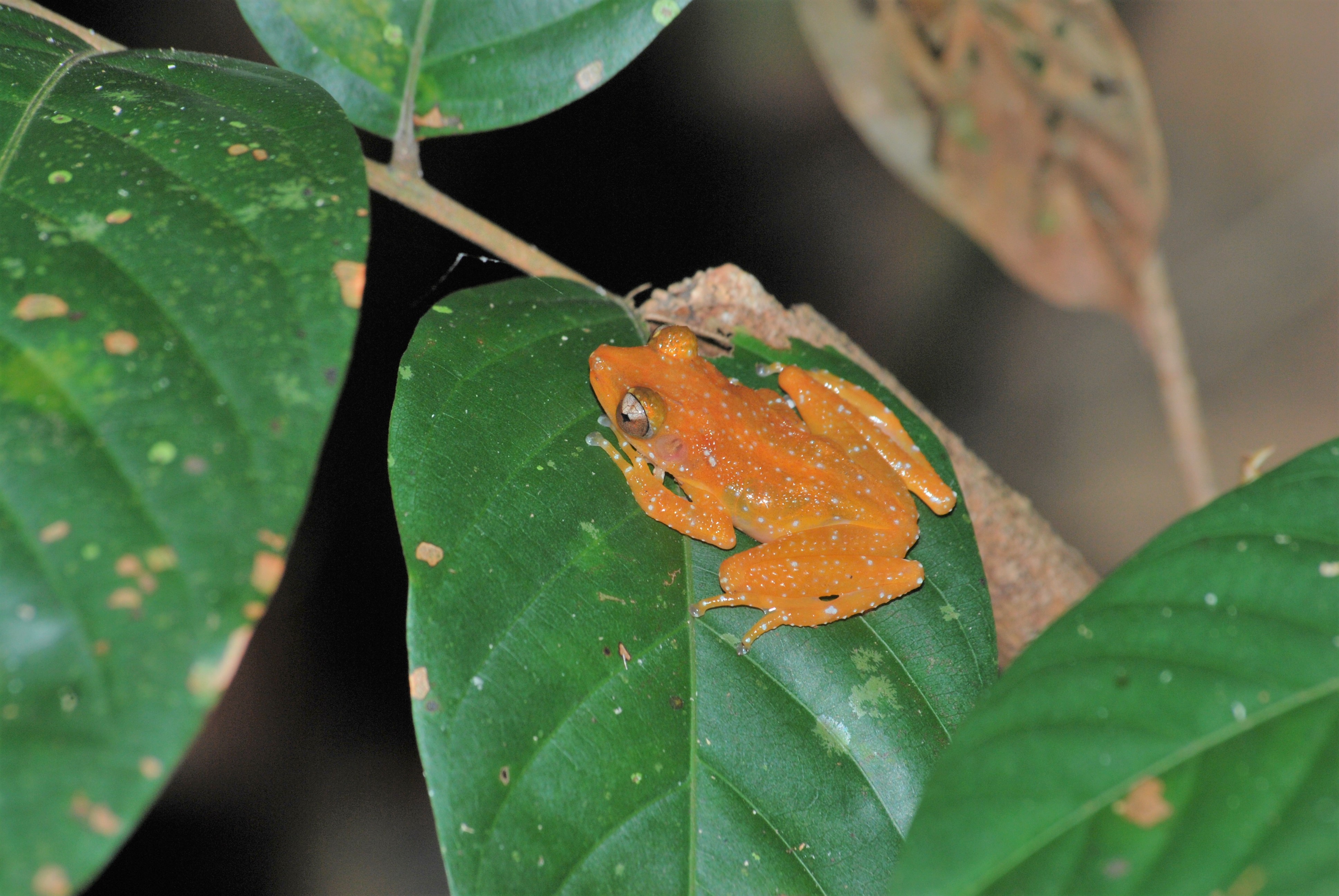 Cinnamon Bush Frog_Daniel