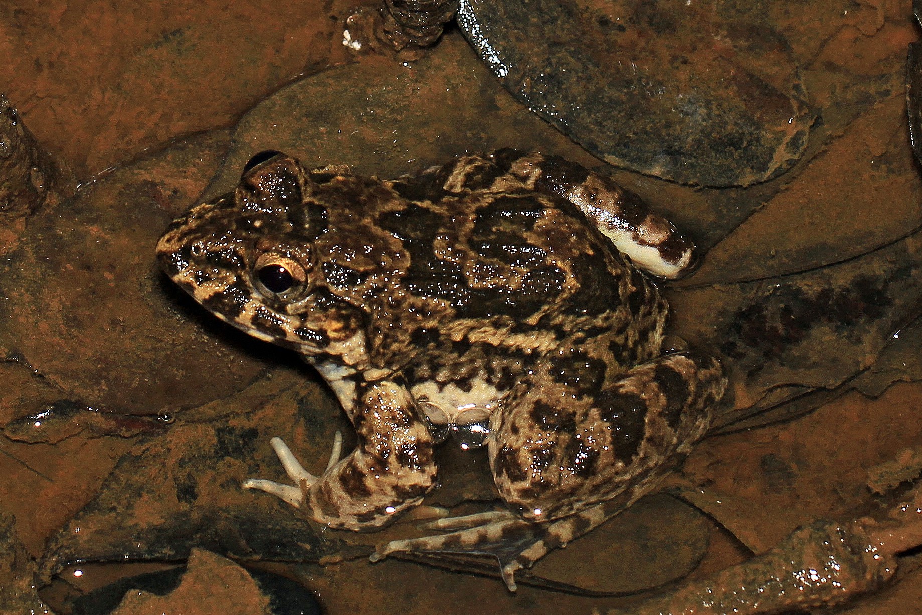Crab eating frog