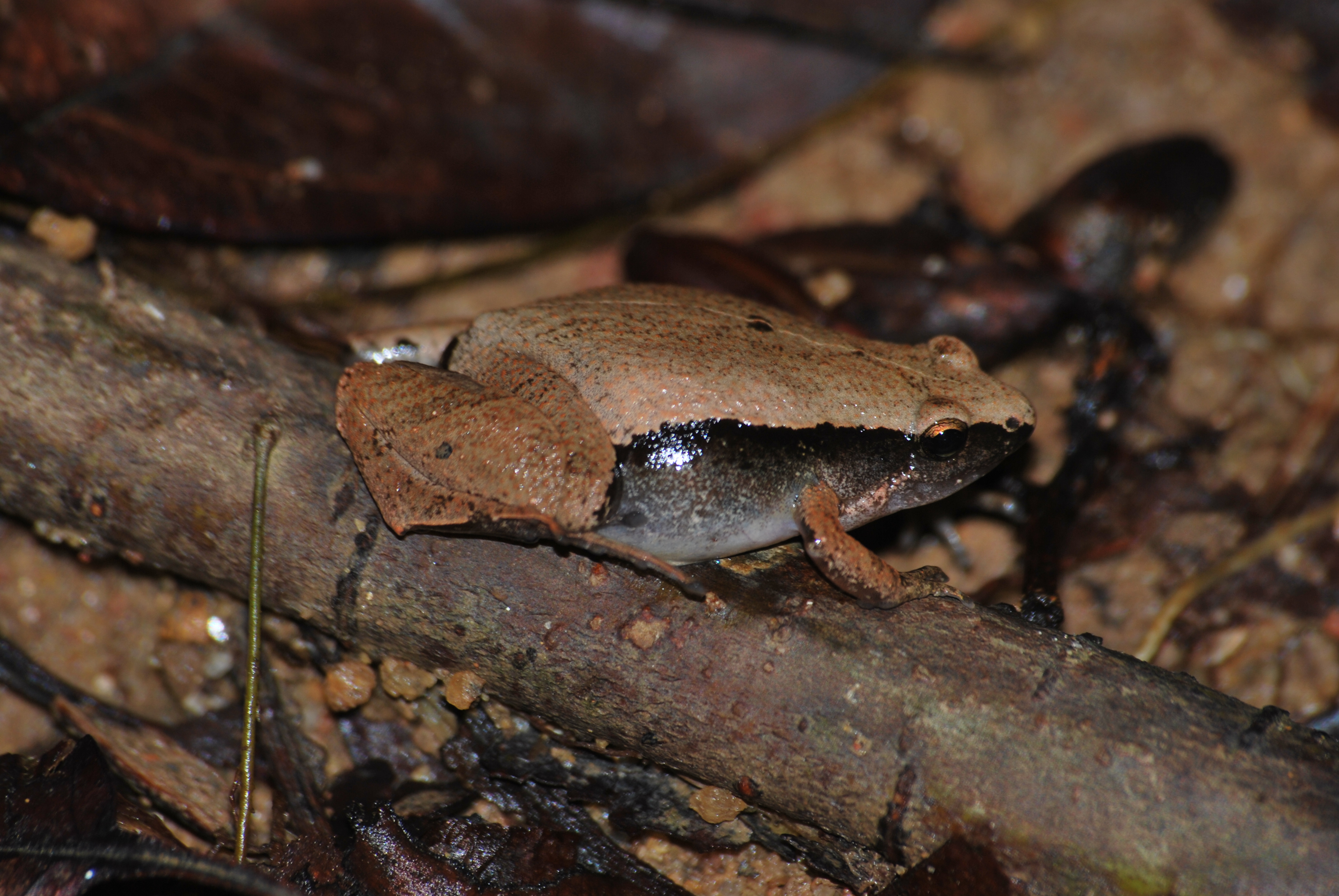 Dark-sided Chorus Frog_Daniel Ng