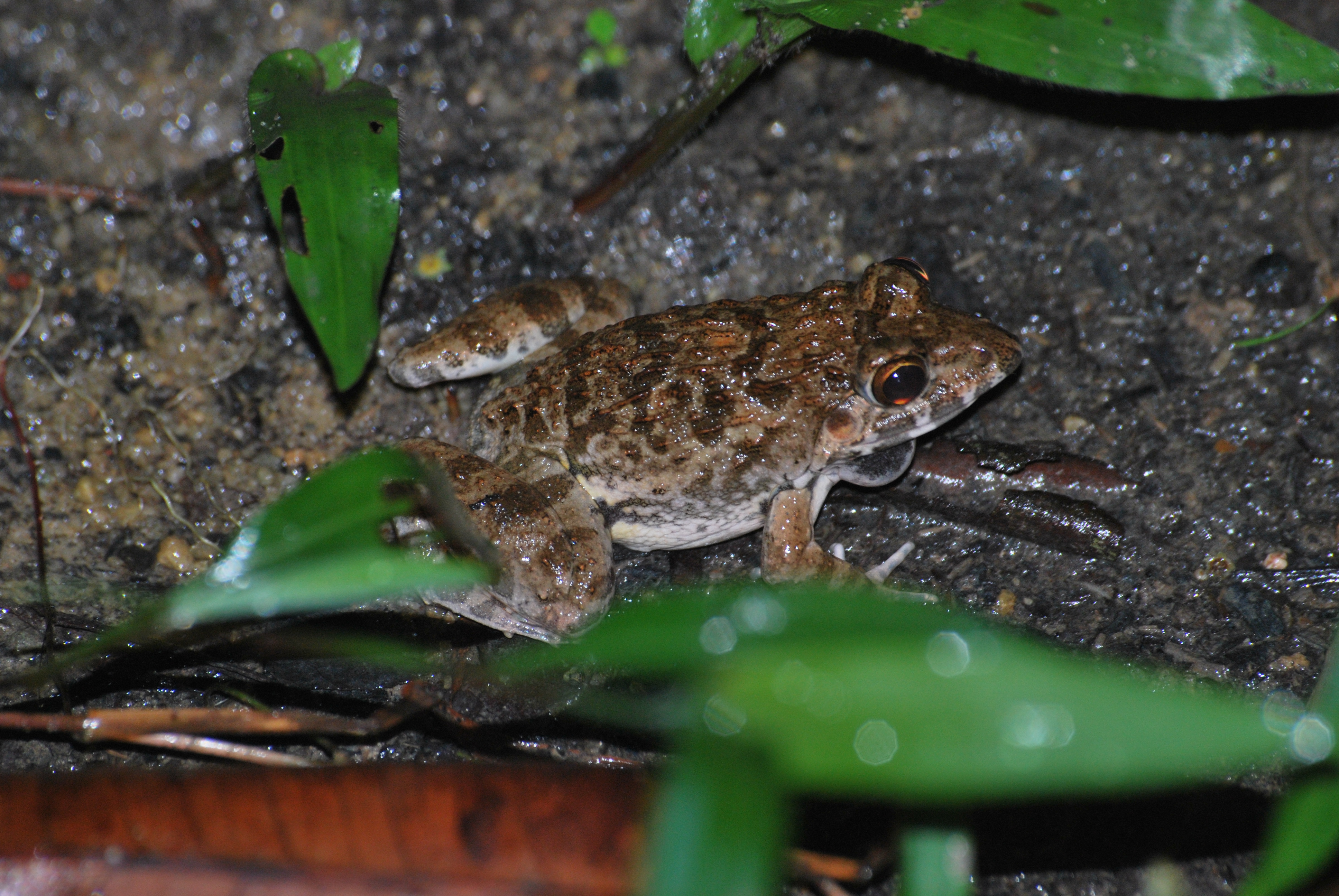 Field Frog_Daniel Ng