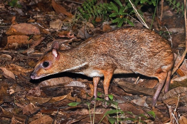 Greater Mousedeer