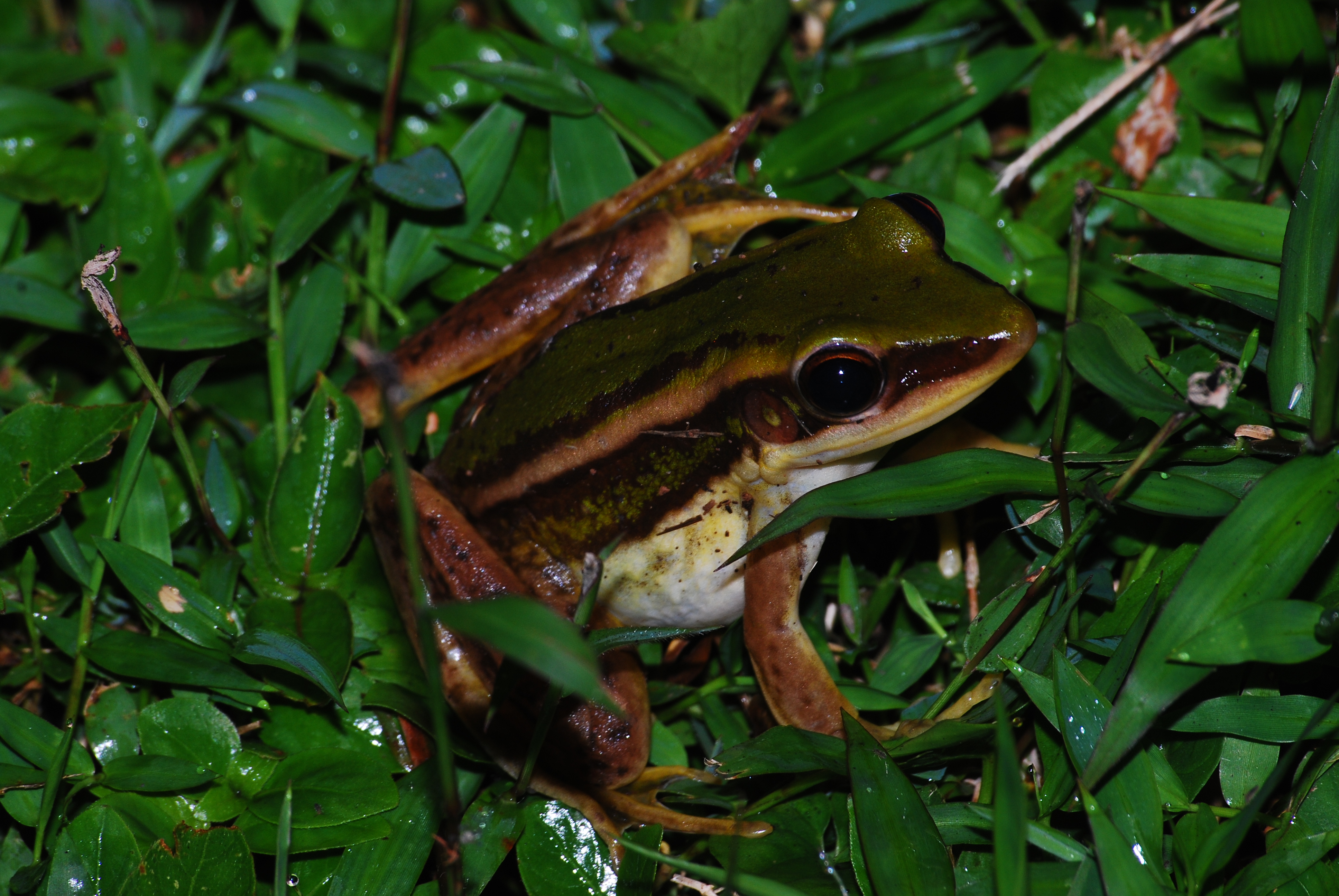 Green Paddy Frog_Daniel Ng
