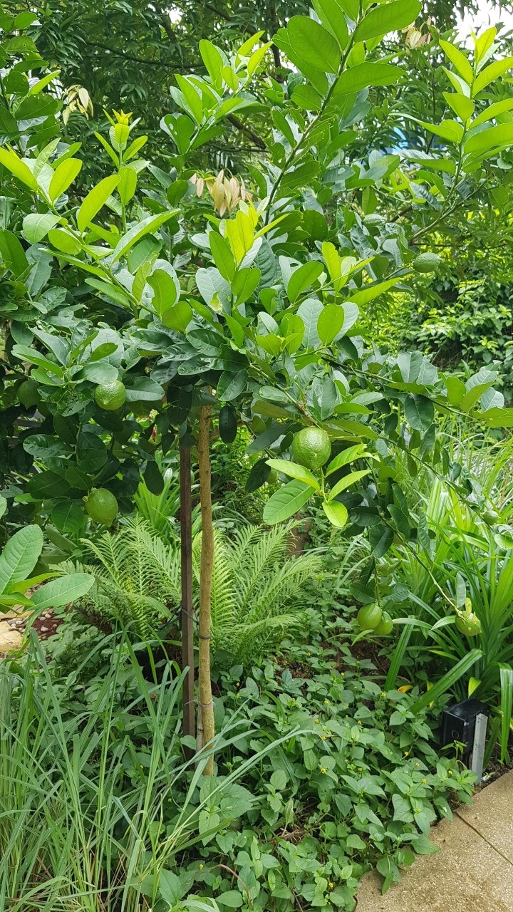 lemon tree