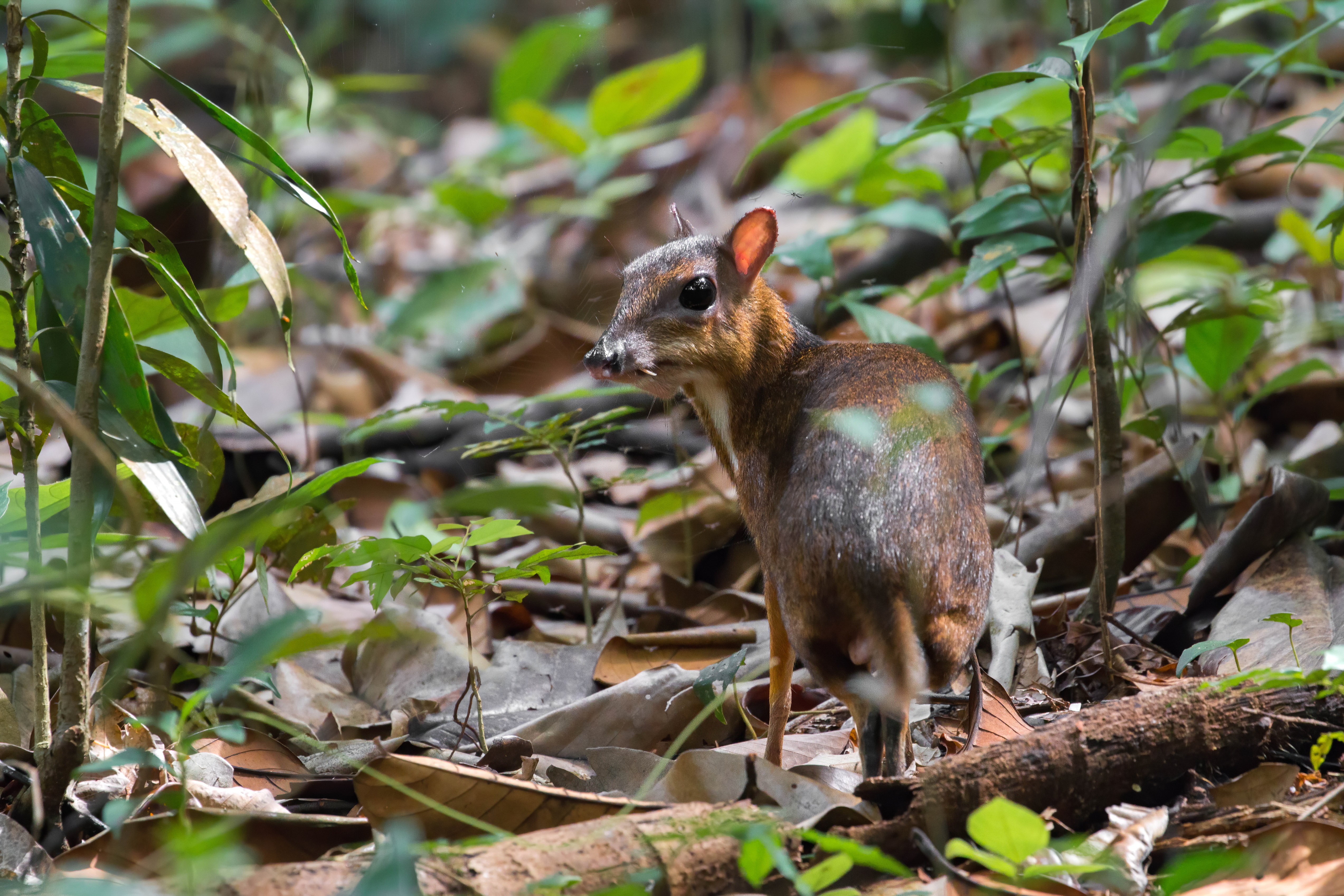 Lesser Mousedeer (Credit Max Khoo) CHECK W NPARKS BEFORE USING