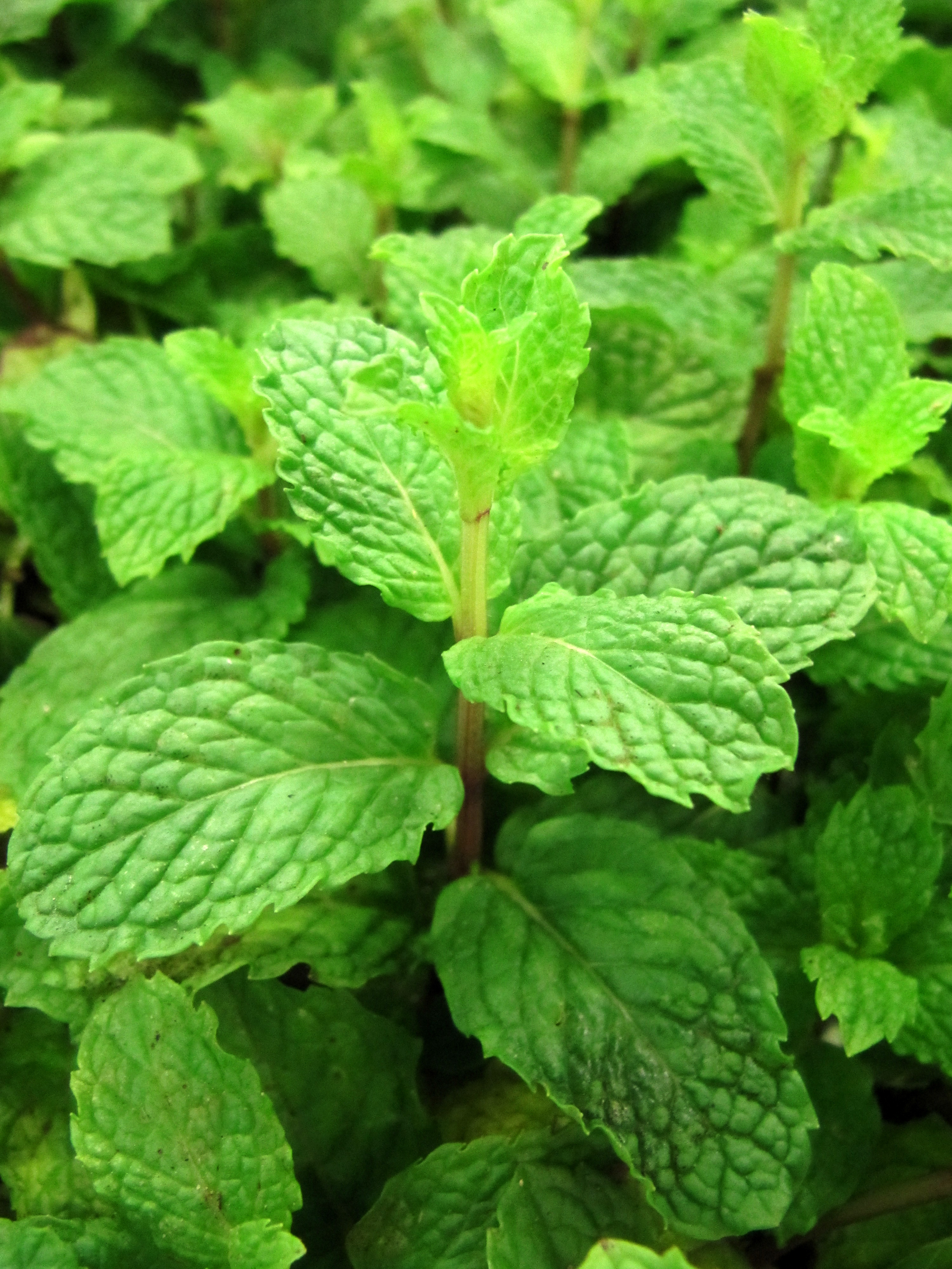 Mentha spicata (Spearmint) Vicky Lim Yen Ngoh
