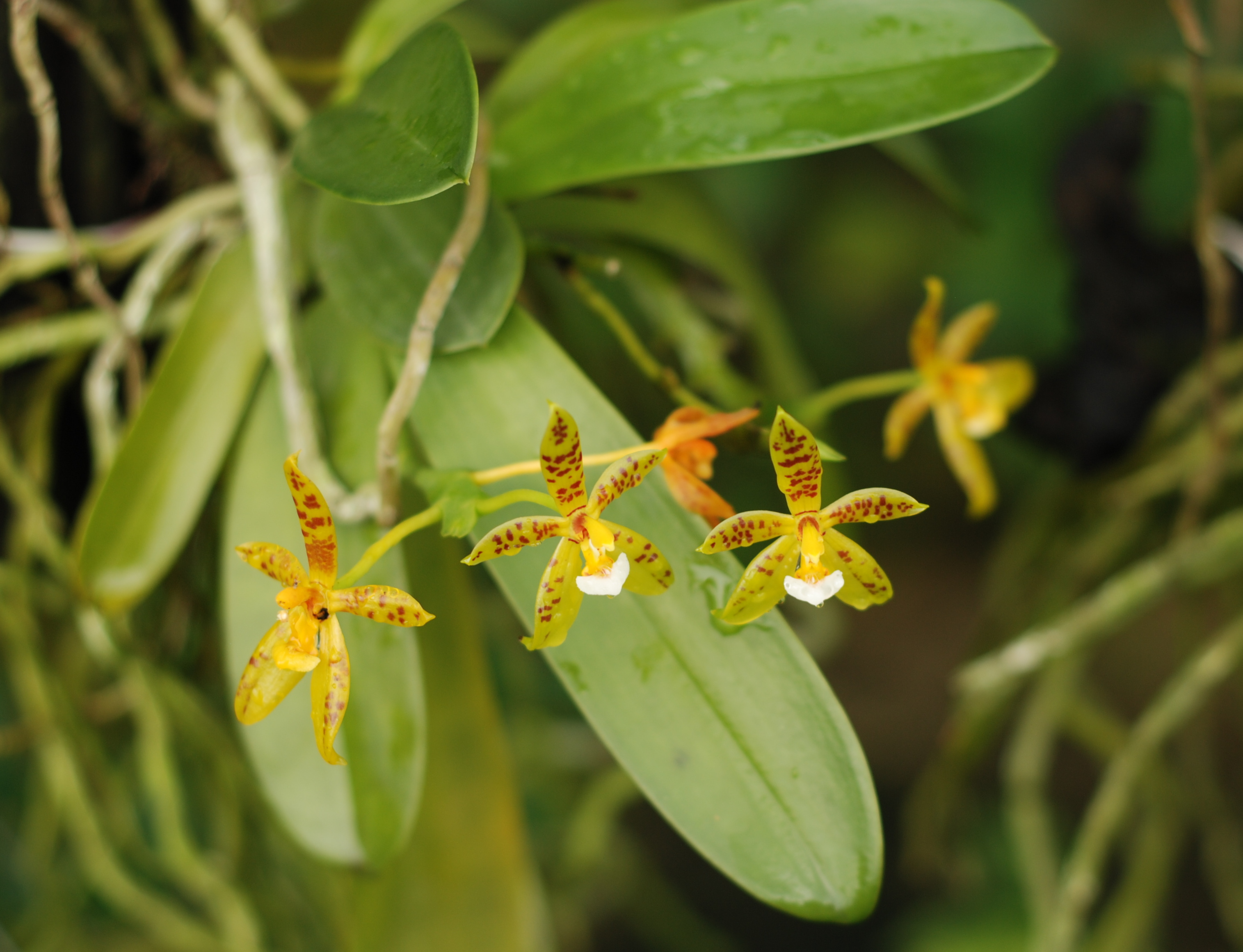Phalaenopsis cornu-cervi_Charis Chiang (2)