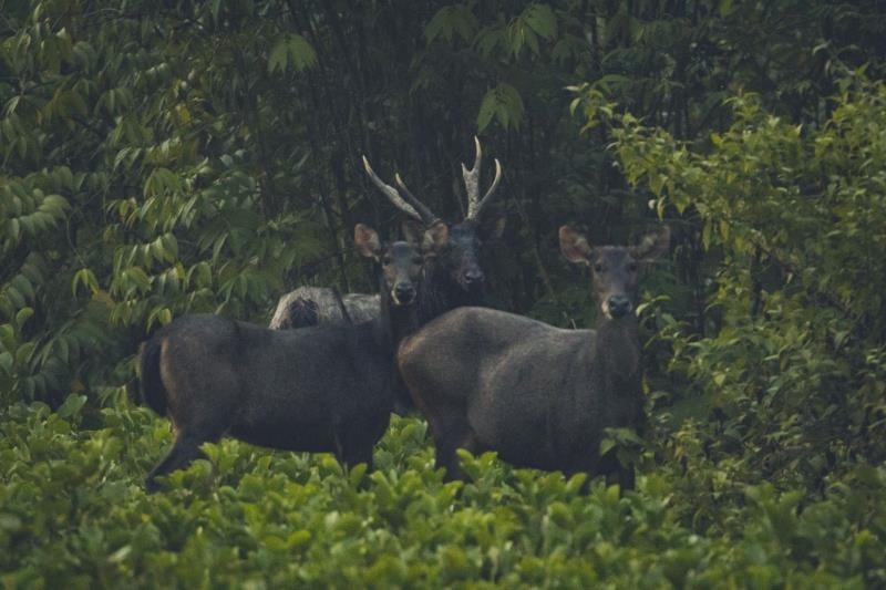 Sambar Deer