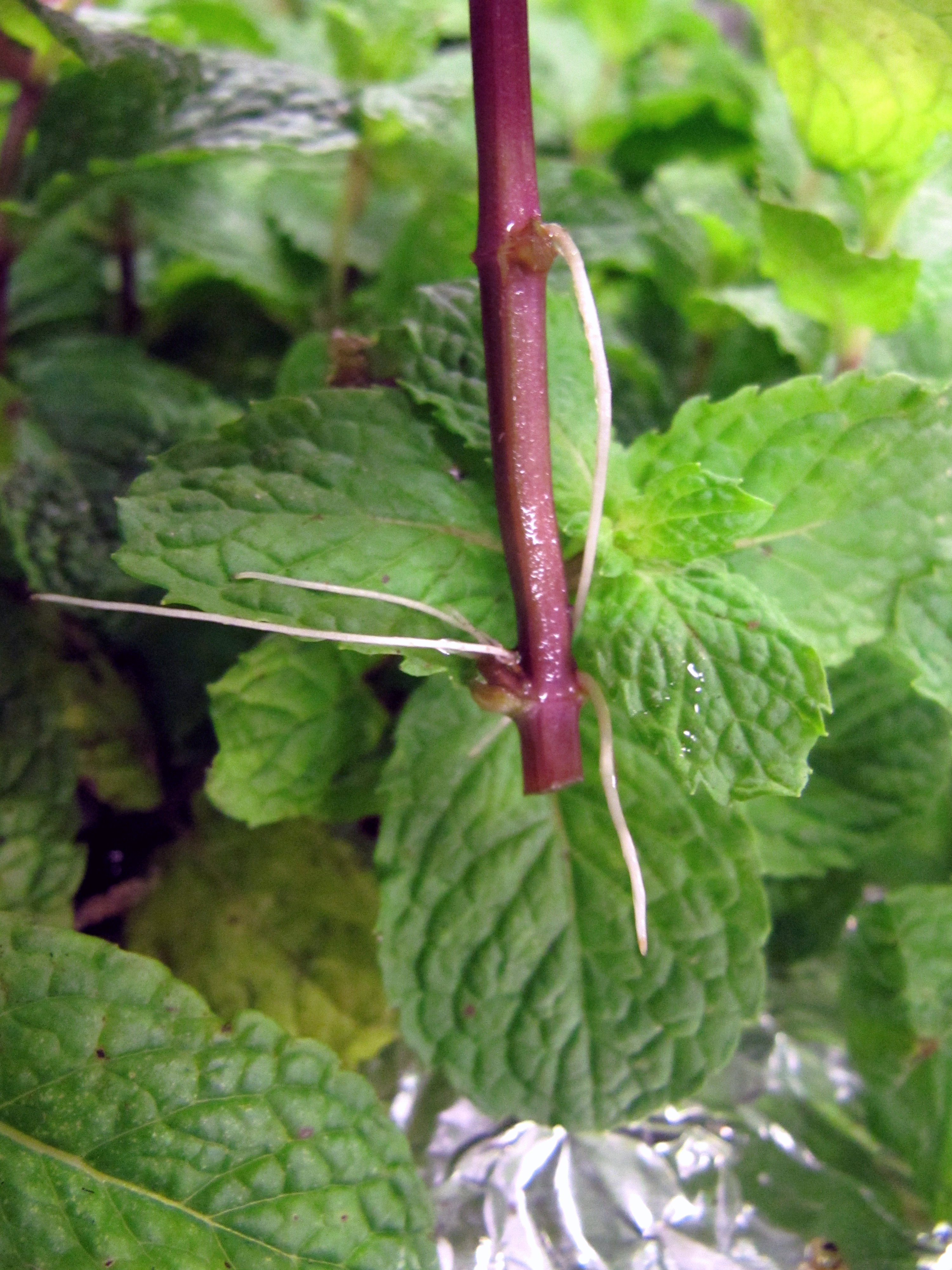 Spearmint_Mentha_spicata_rooted_Vicky_Lim_Yen_Ngoh