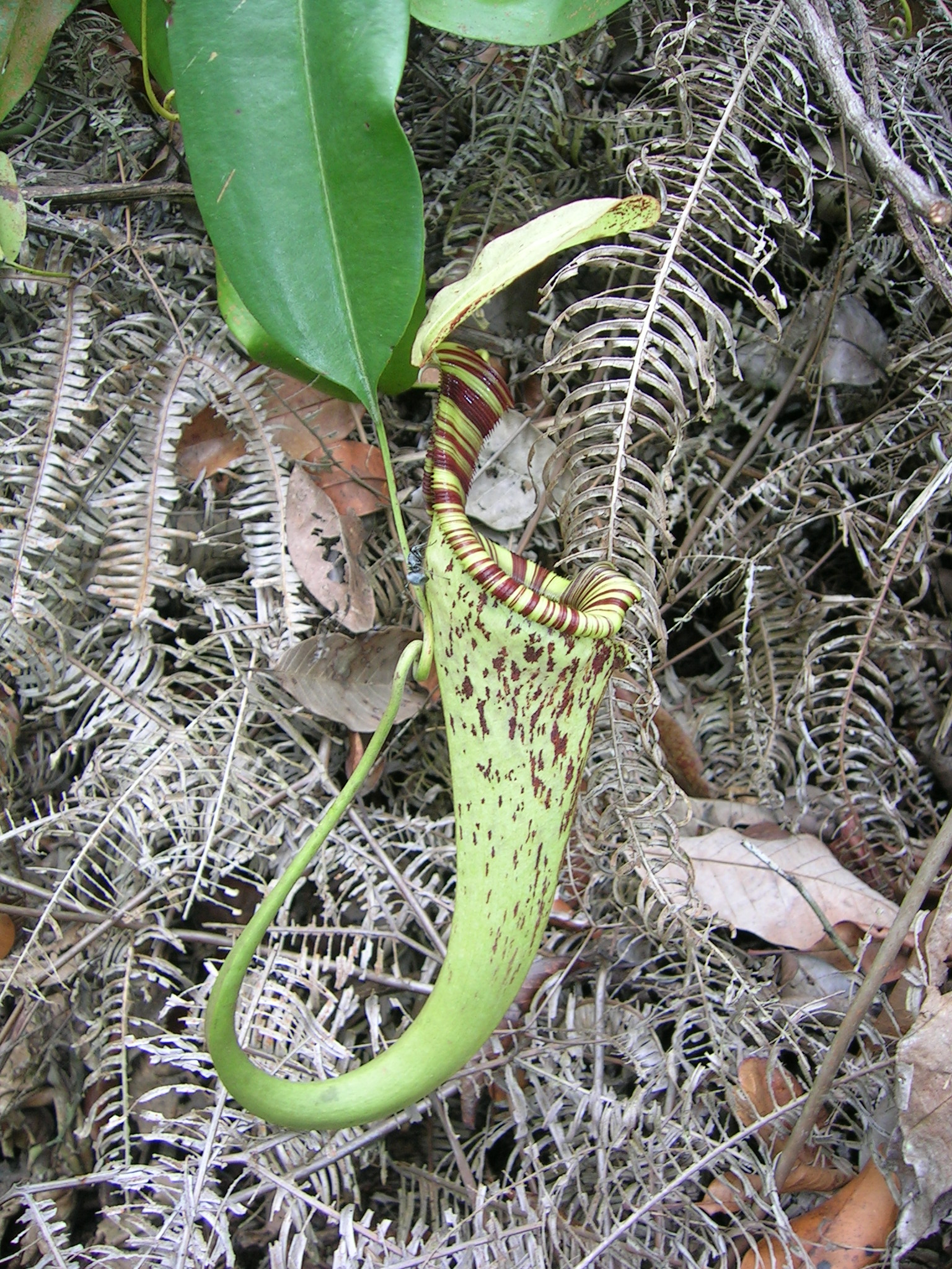 Raffles’ Pitcher Plant 