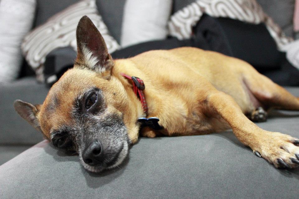 Dog 4