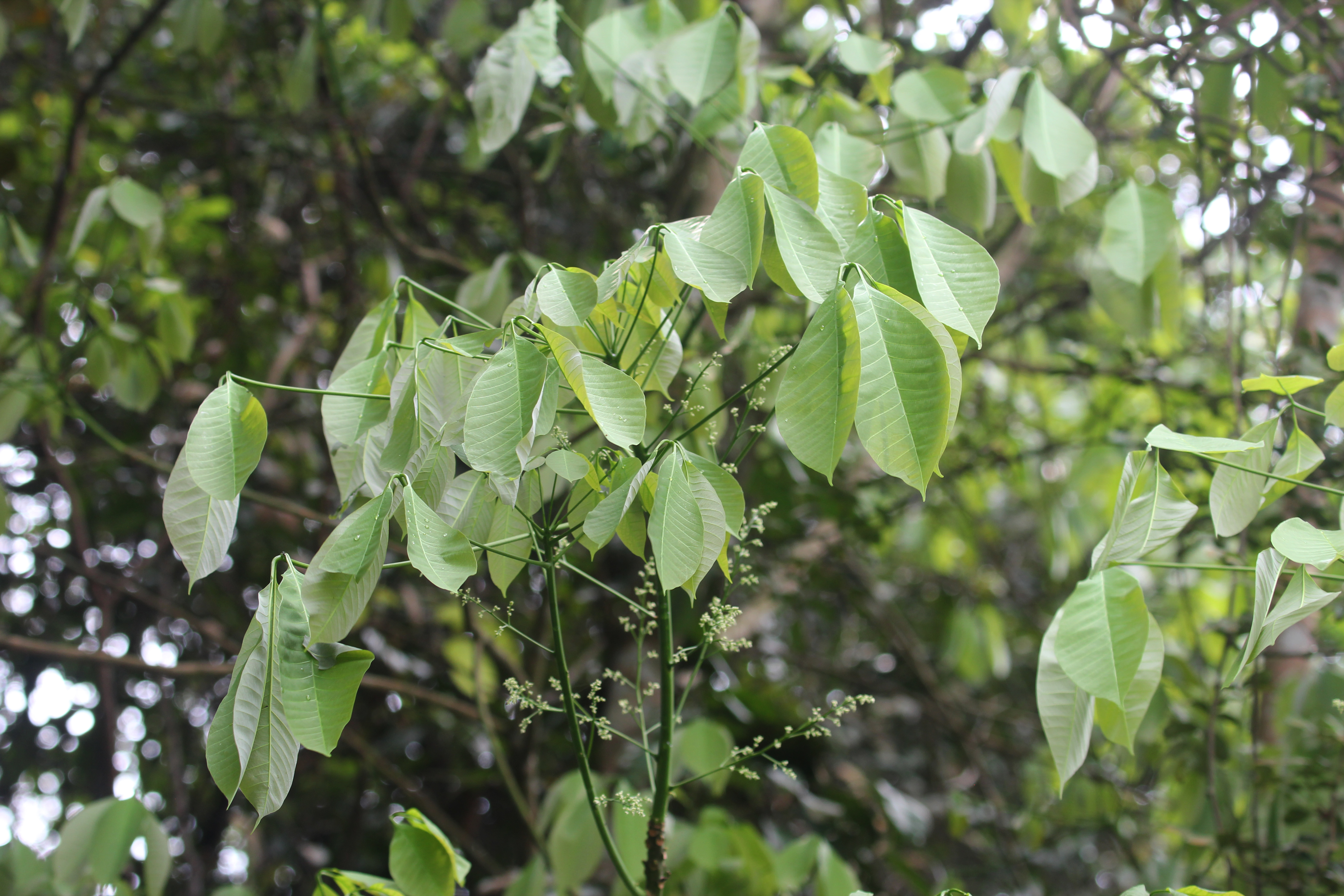 Rubber Leaves