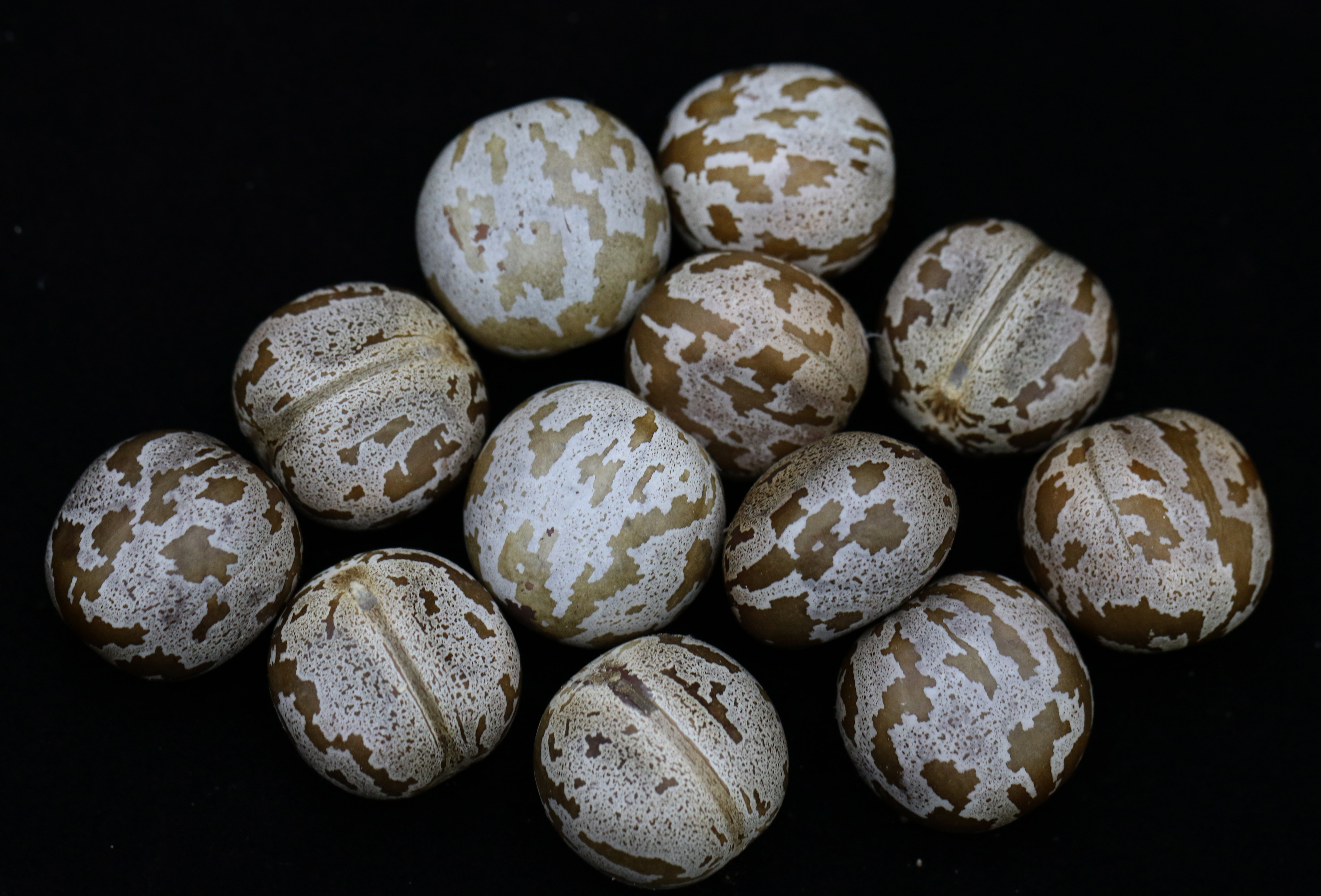 Rubber seeds
