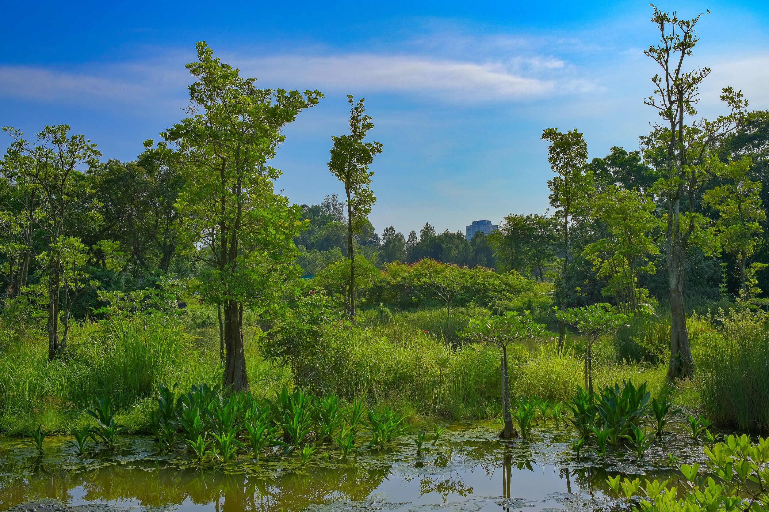 Alstonia Island