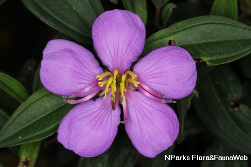 Rhododendron