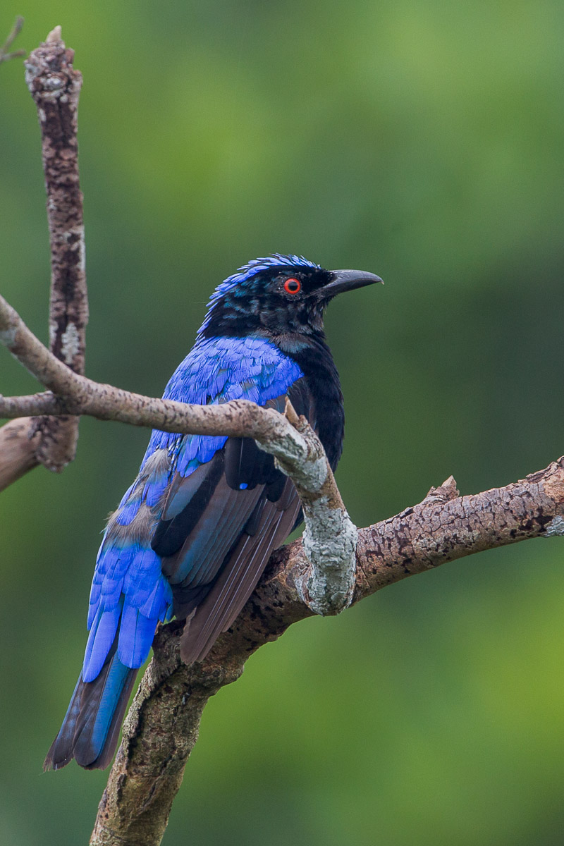 Asian Fairy-bluebird