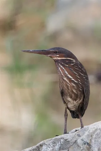 Black Bittern