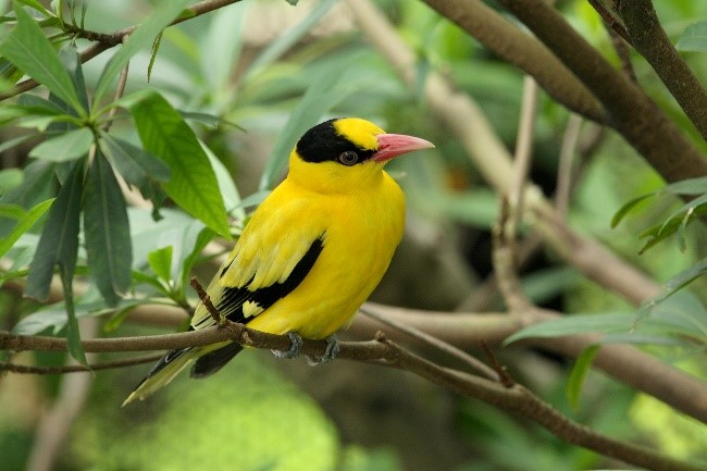 Black Naped Oriole