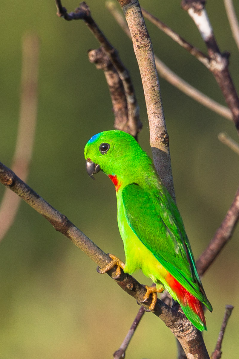 Blue-crowned Hanging Parrot