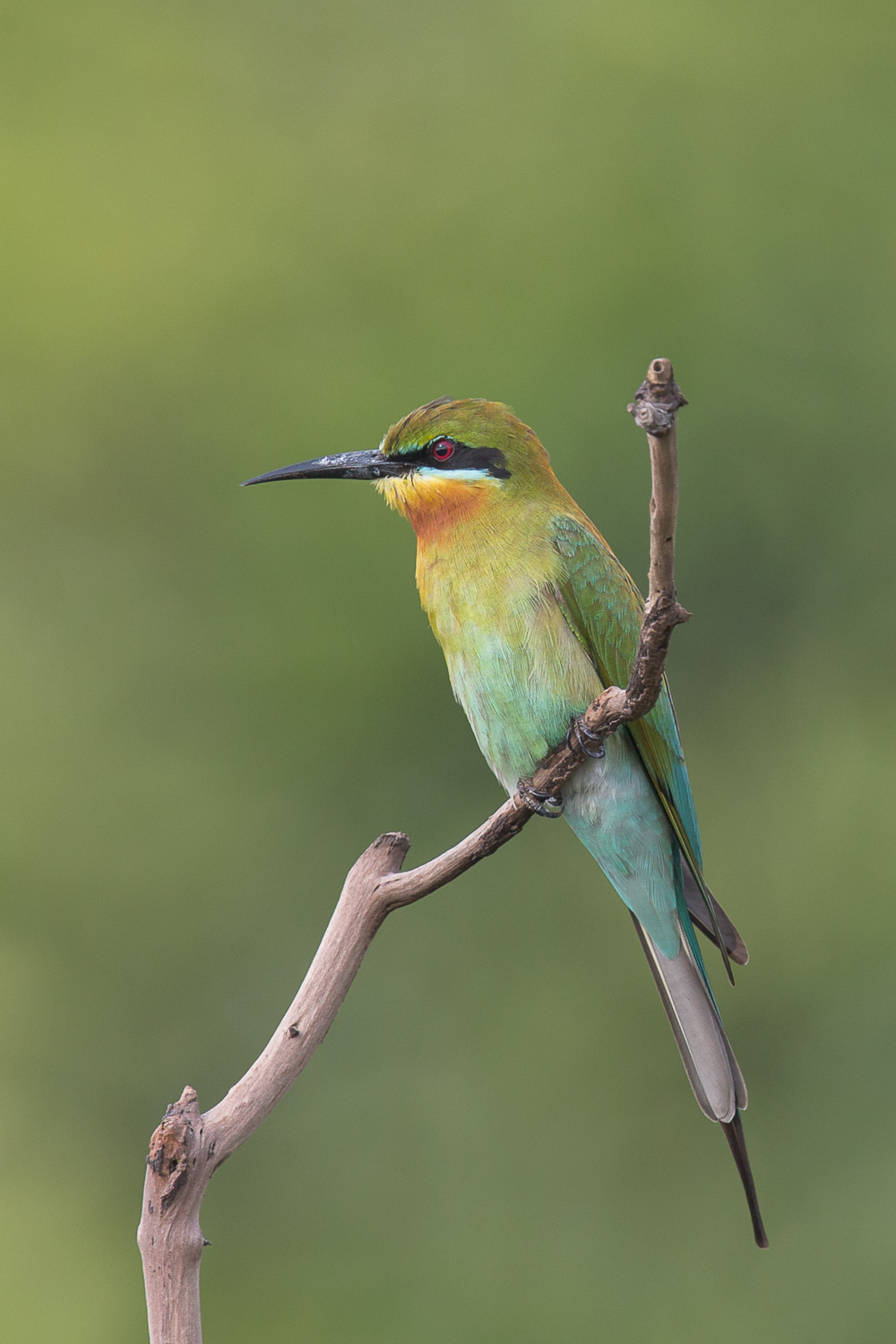 Blue-tailed Bee-eater