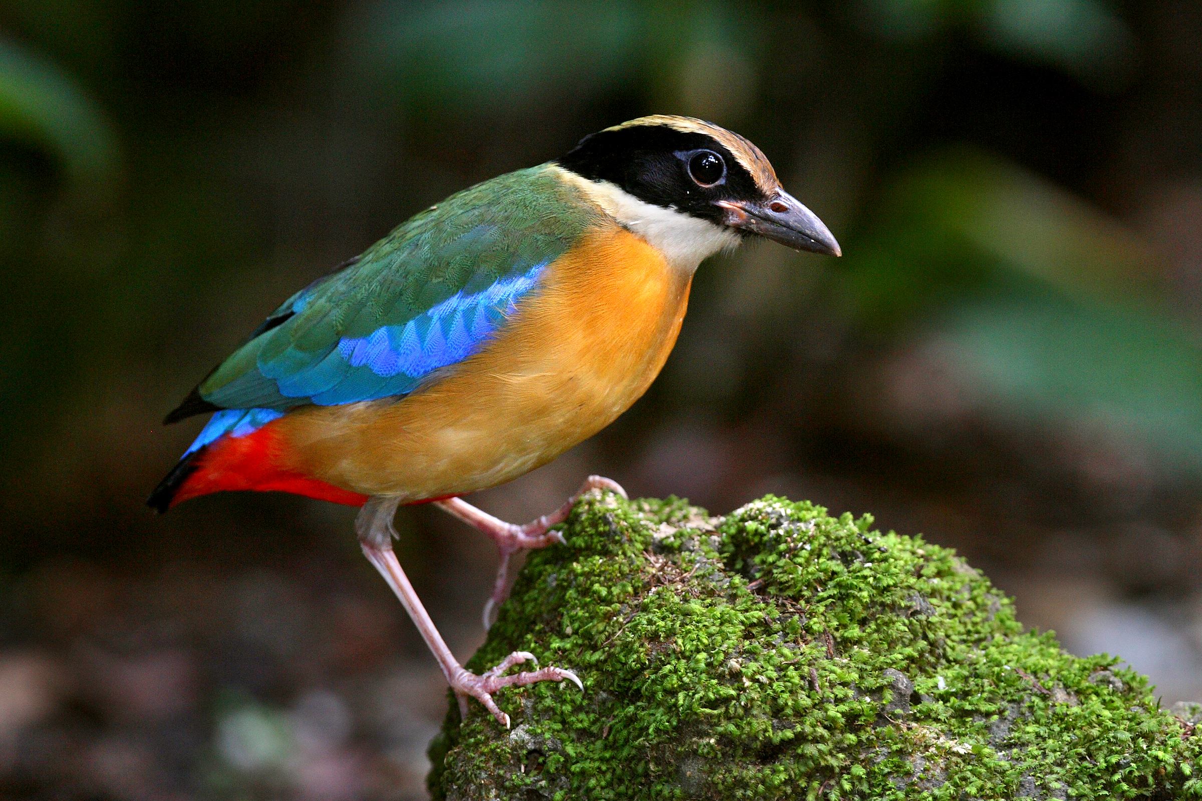 Blue Winged Pitta (Ginger Garden)