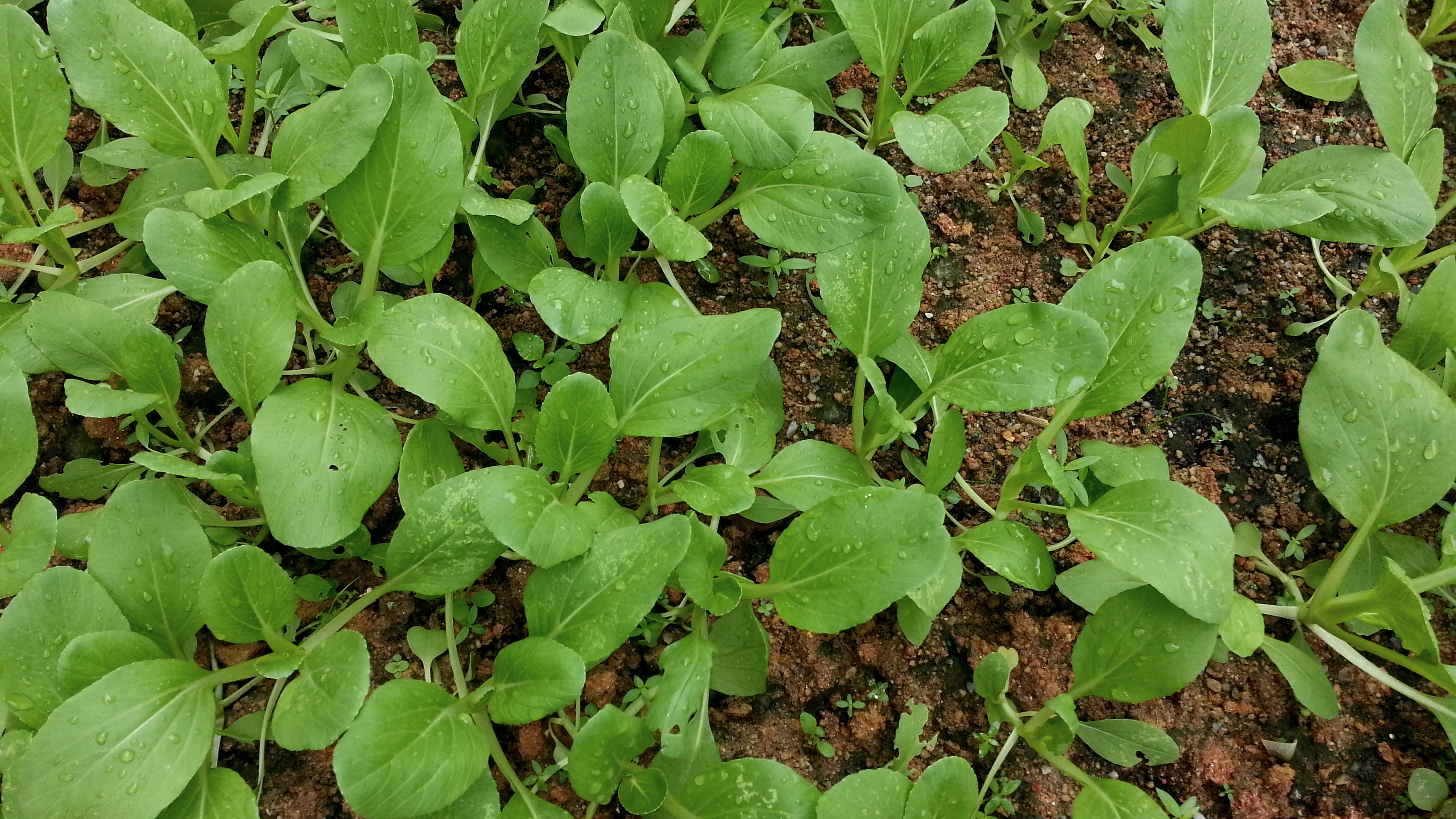 Brassica rapa (Parachinensis Group) Jane Li