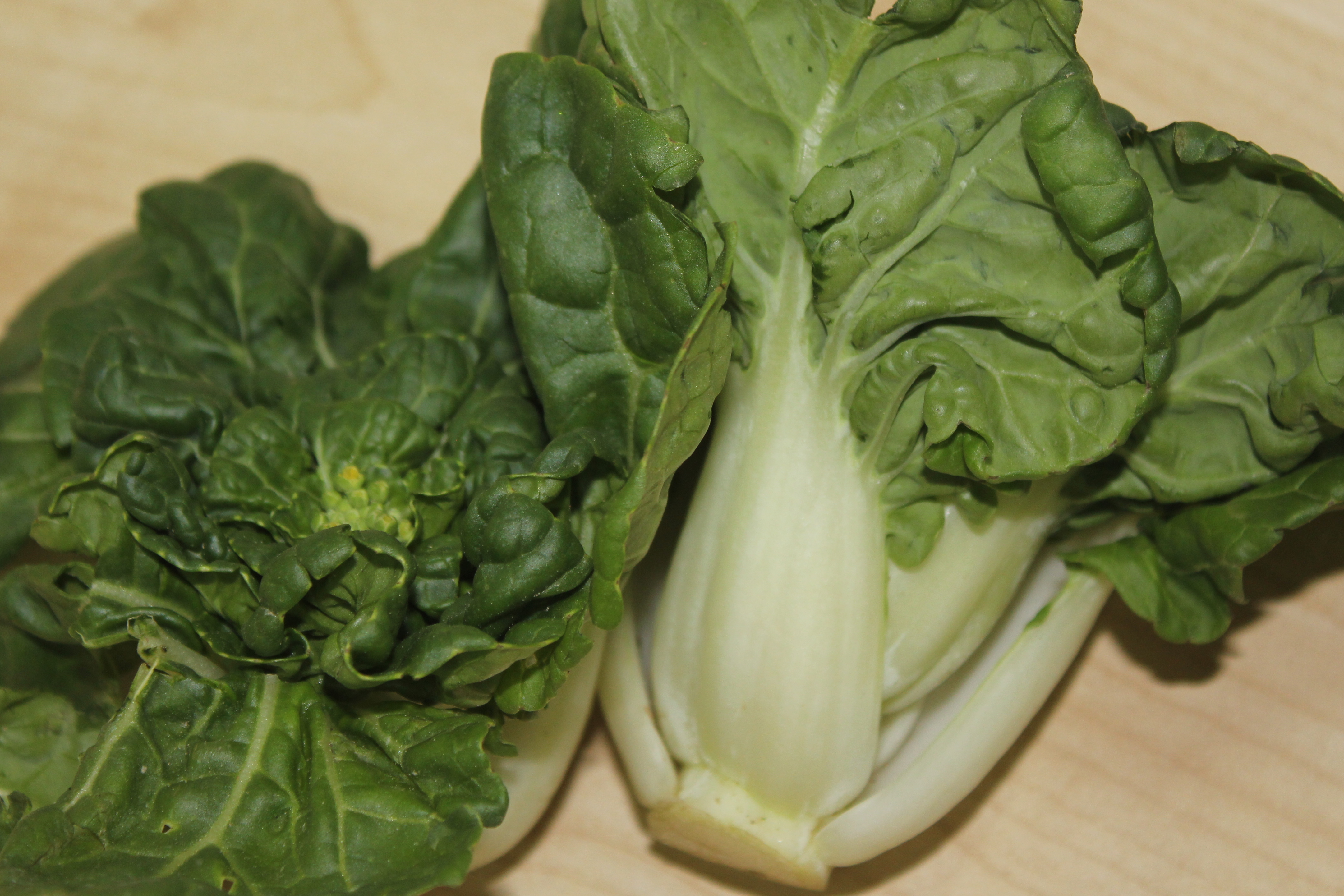 Brassica rapa_Pak Choi Group_nai bai cai_Jennie Tang