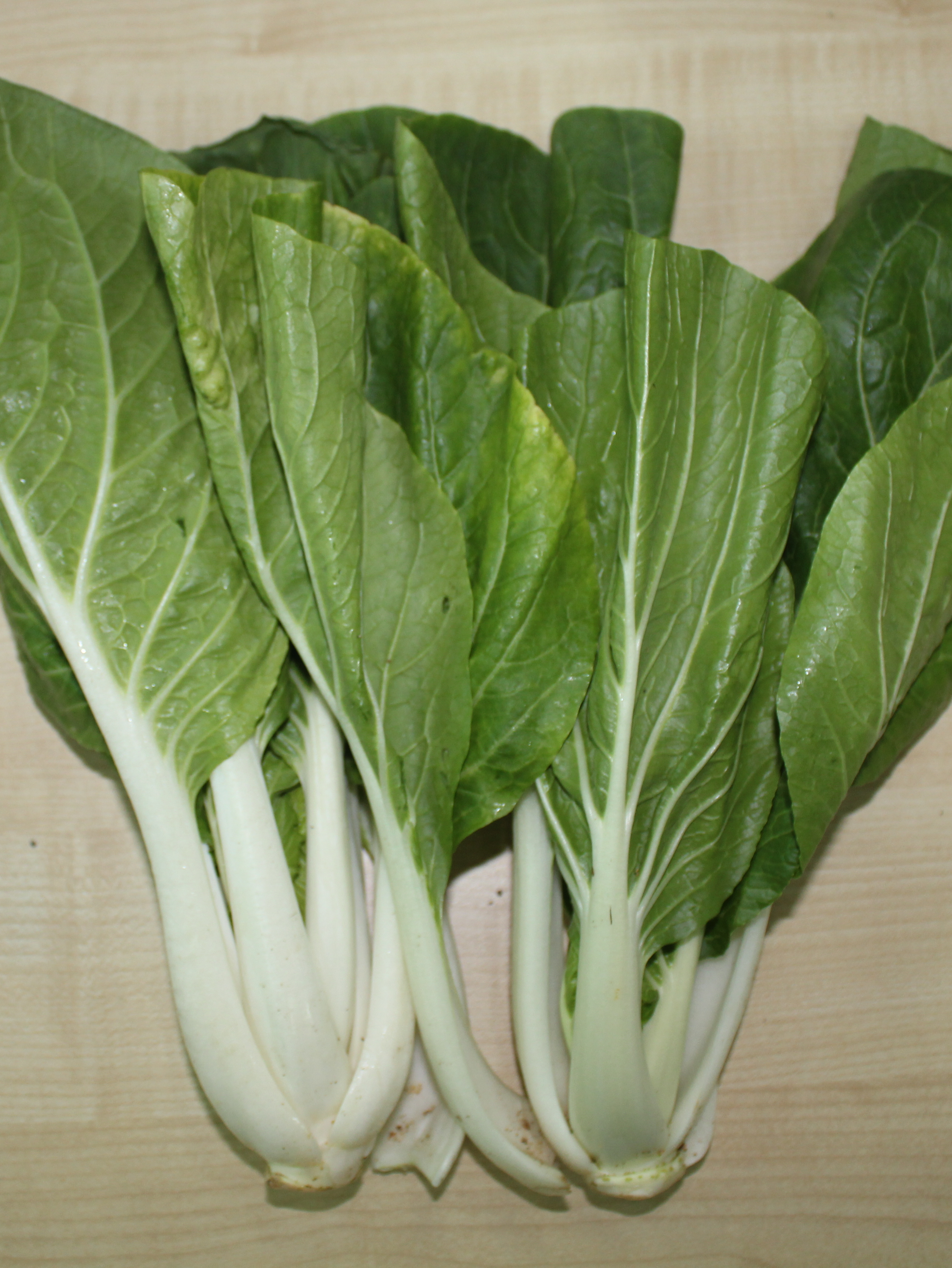Brassica_rapa_Pak Choi Group_kow peck chye_Justin Chua Qi Zhang