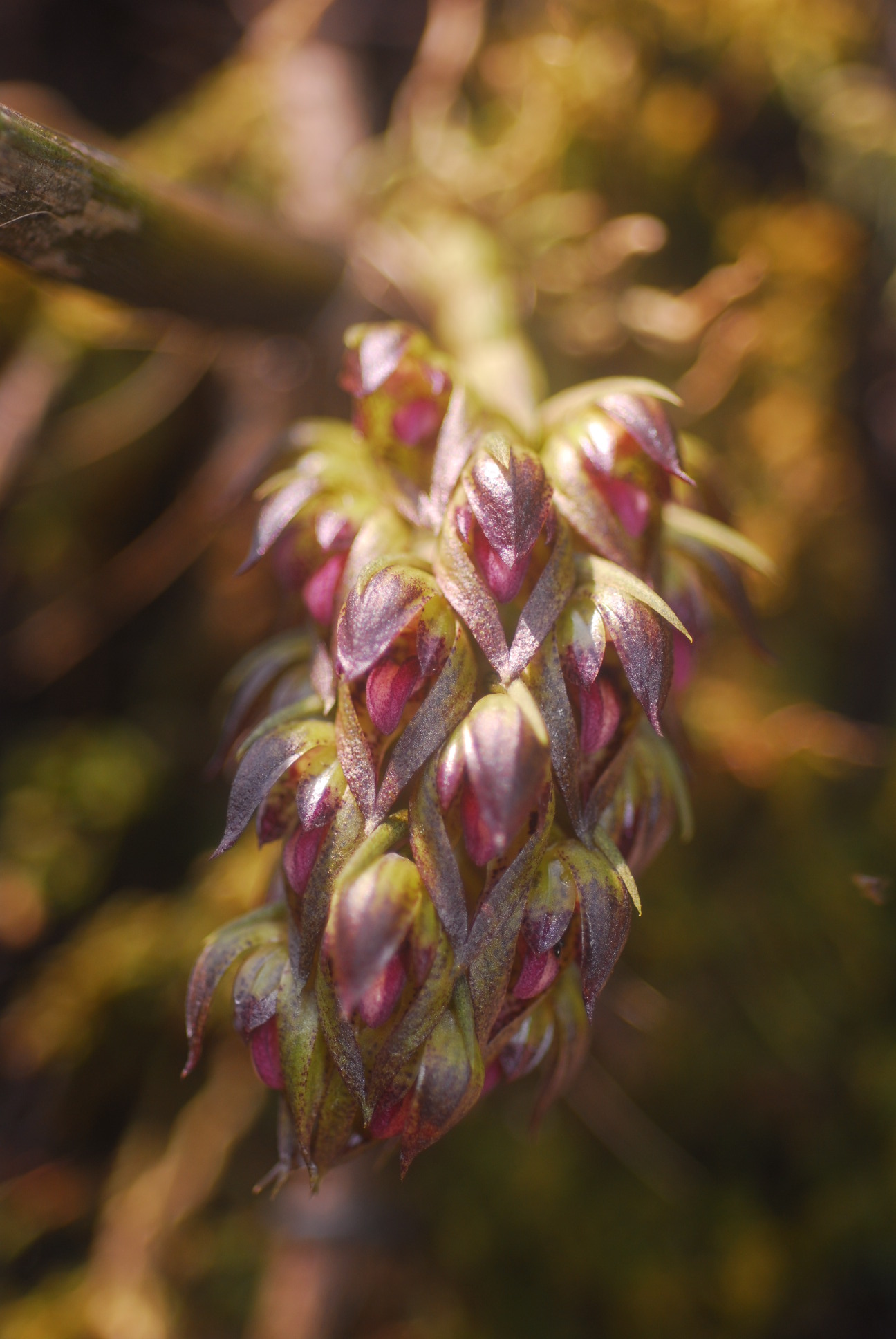 Bulbophyllum singaporeanum