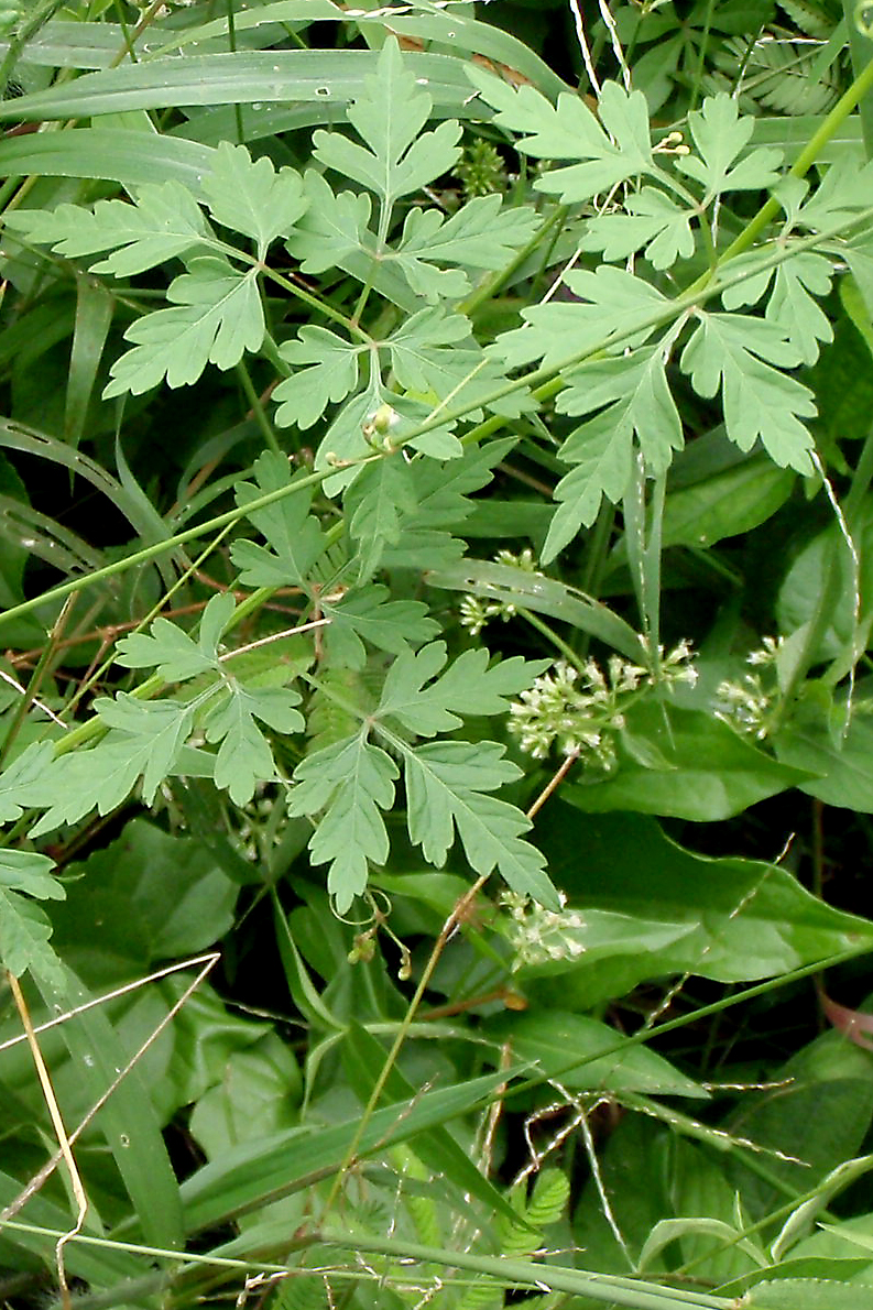 Cardiospermum halicacabum