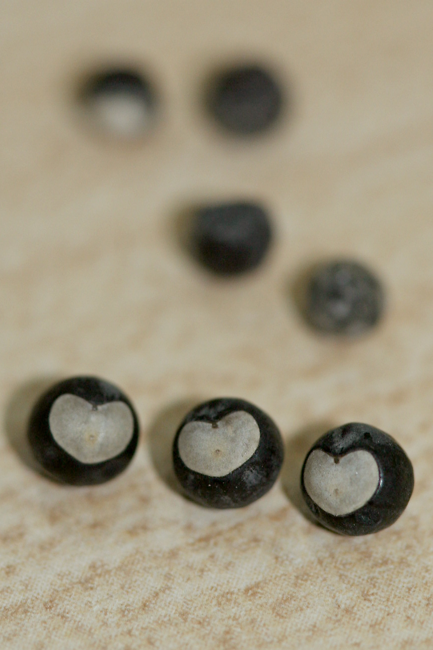 Cardiospermum halicacabum (8)